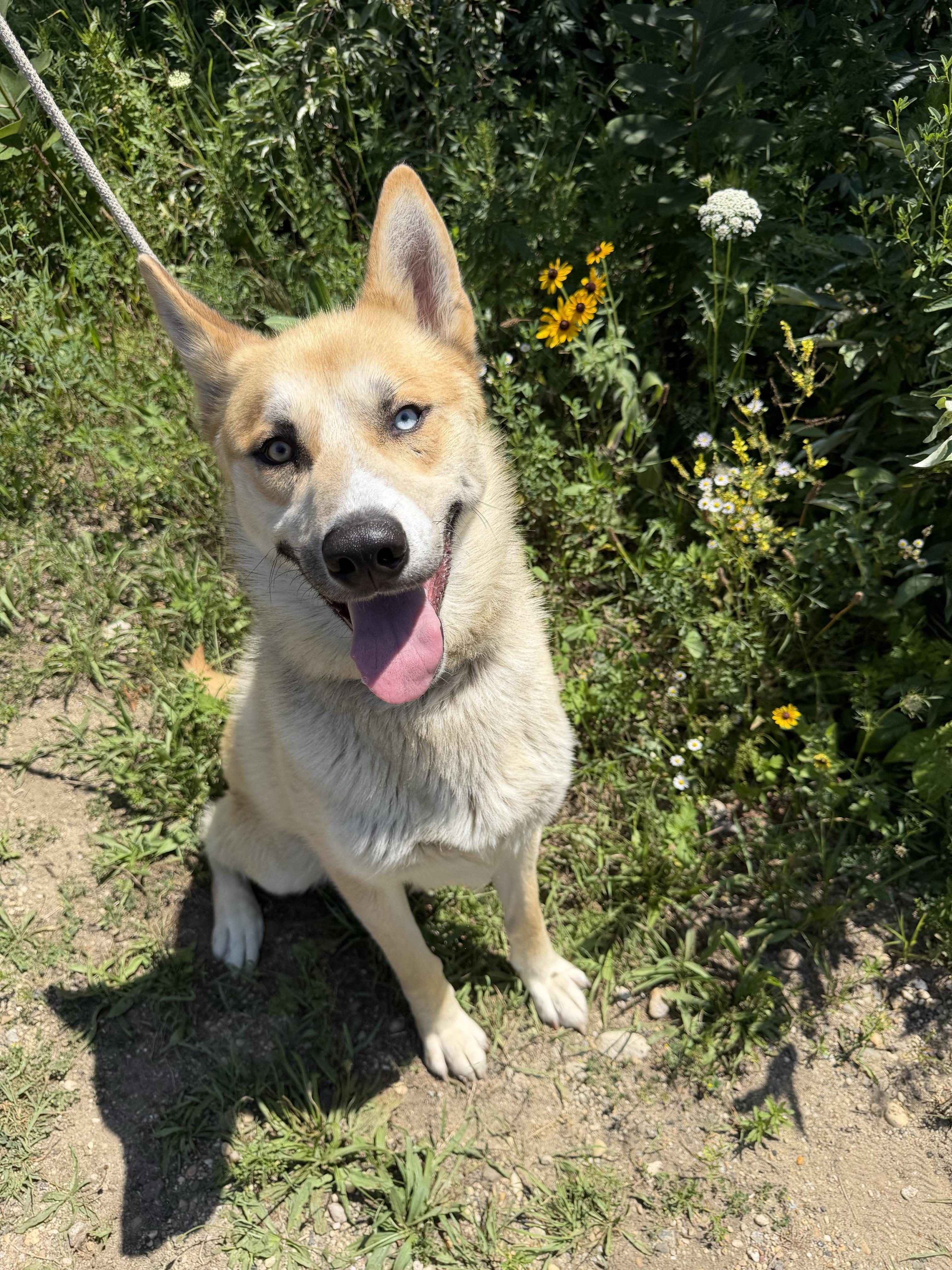 Atlas Tag 828, Adoptable, Young Male Husky.