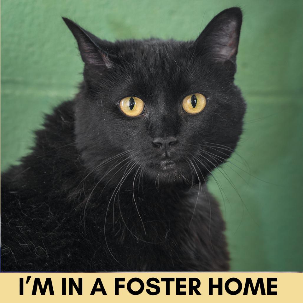 Luna the Great, Adoptable, Senior Female Domestic Short Hair.