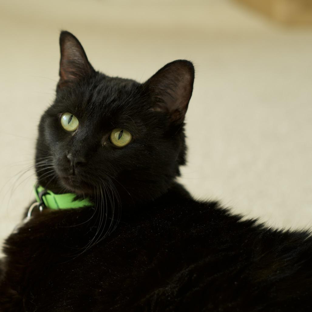 Luna the Great, a Adoptable Domestic Short Hair in Lakewood, CO image 3/6