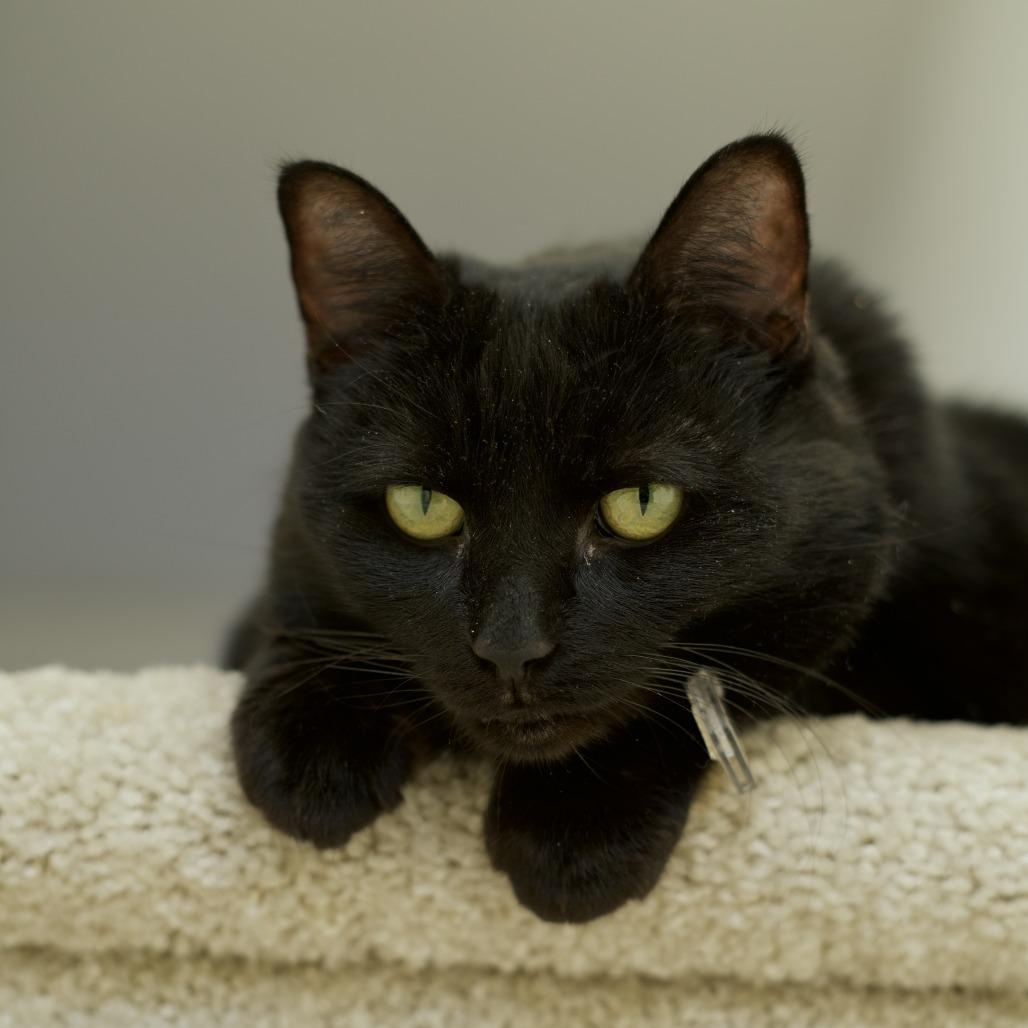 Luna the Great, a Adoptable Domestic Short Hair in Lakewood, CO image 5/6