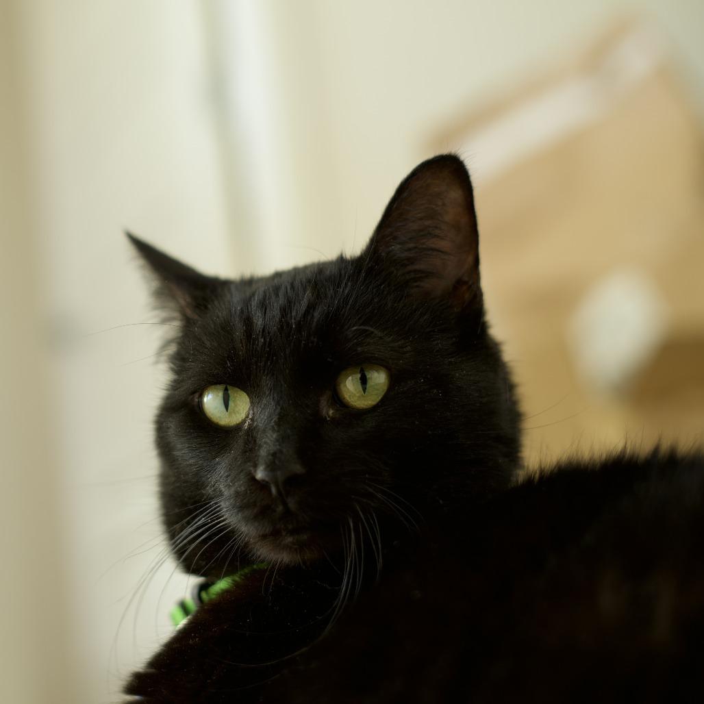 Luna the Great, a Adoptable Domestic Short Hair in Lakewood, CO image 6/6