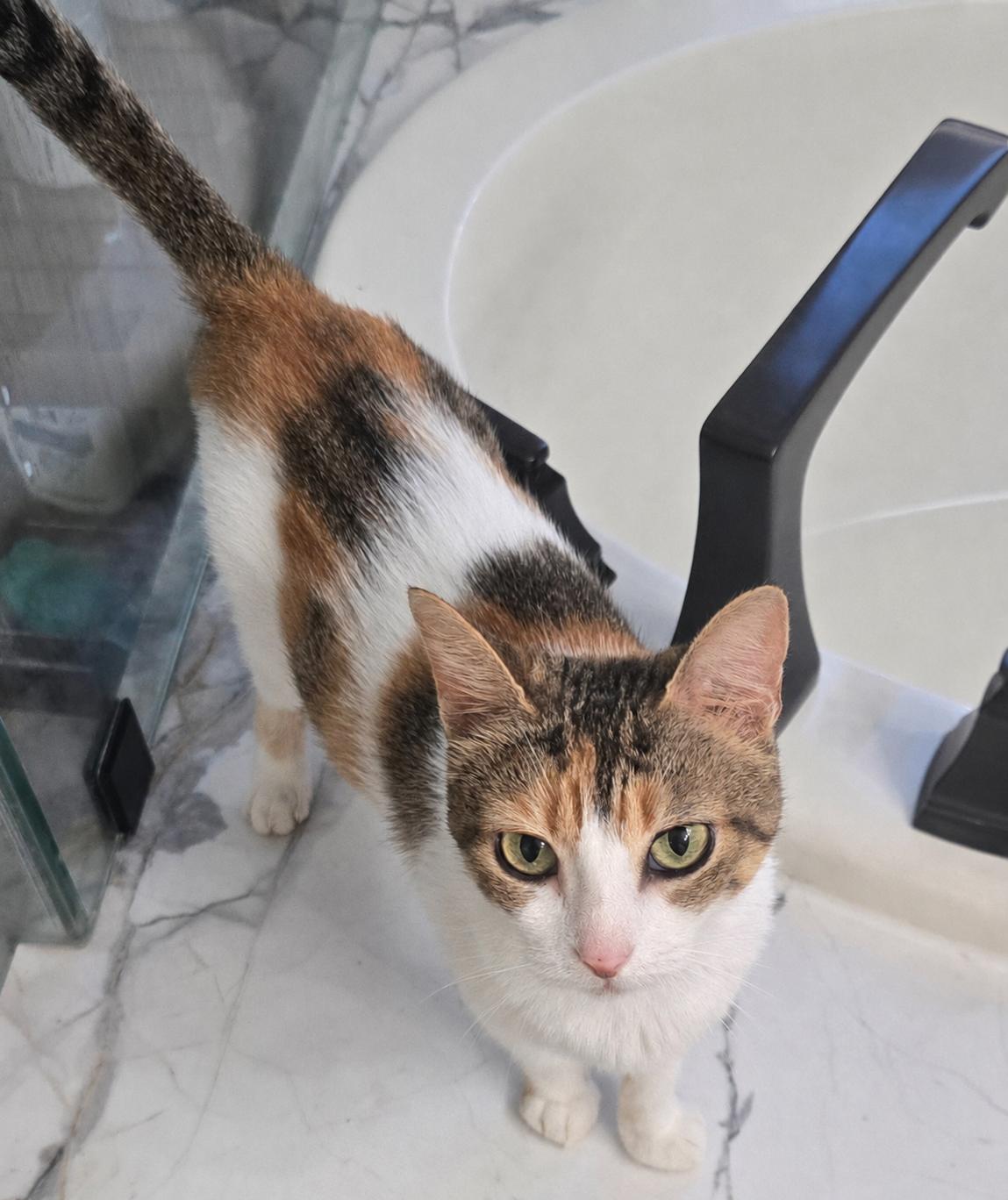Empress Ibu of Tulamben, an adopted Domestic Short Hair in Portland, OR image 2/6