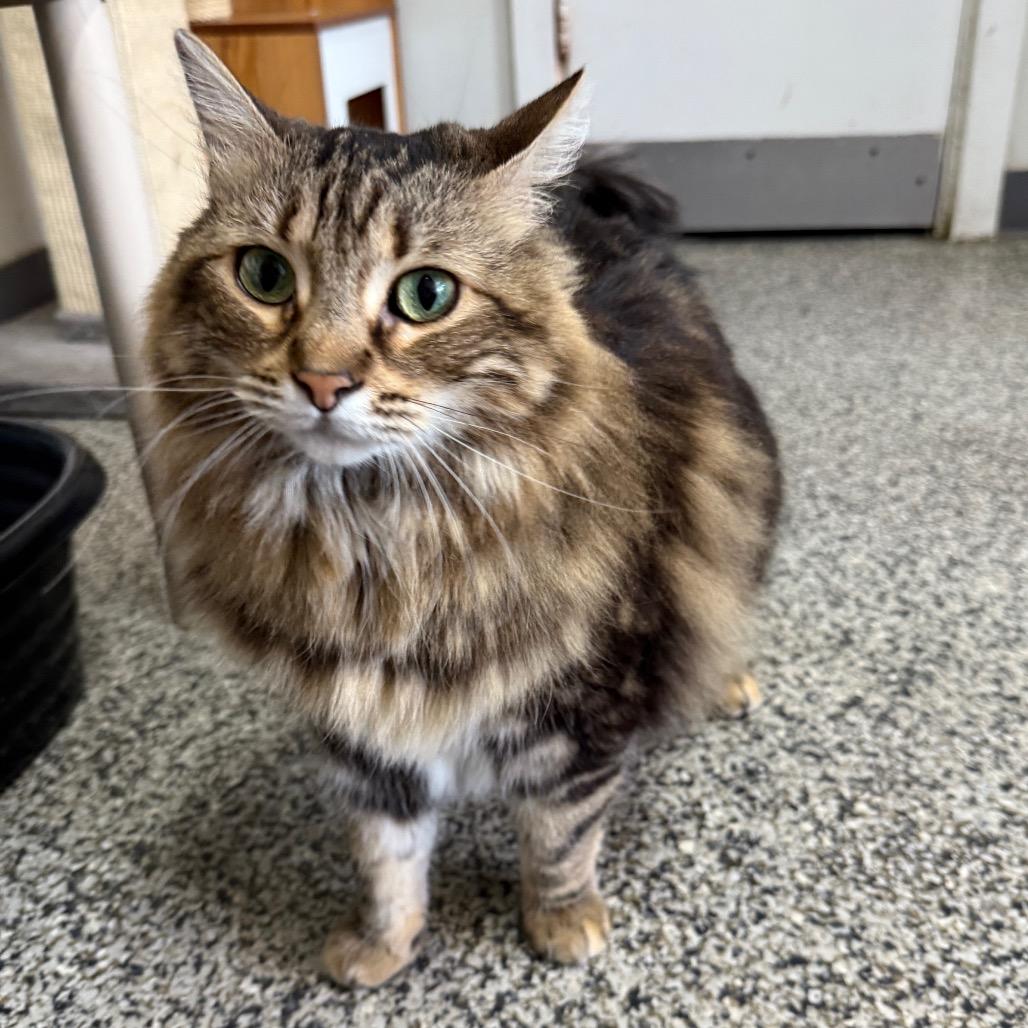Enlarge Moe "Mono", a Adoptable Domestic Long Hair in Denver, CO image 1/6
