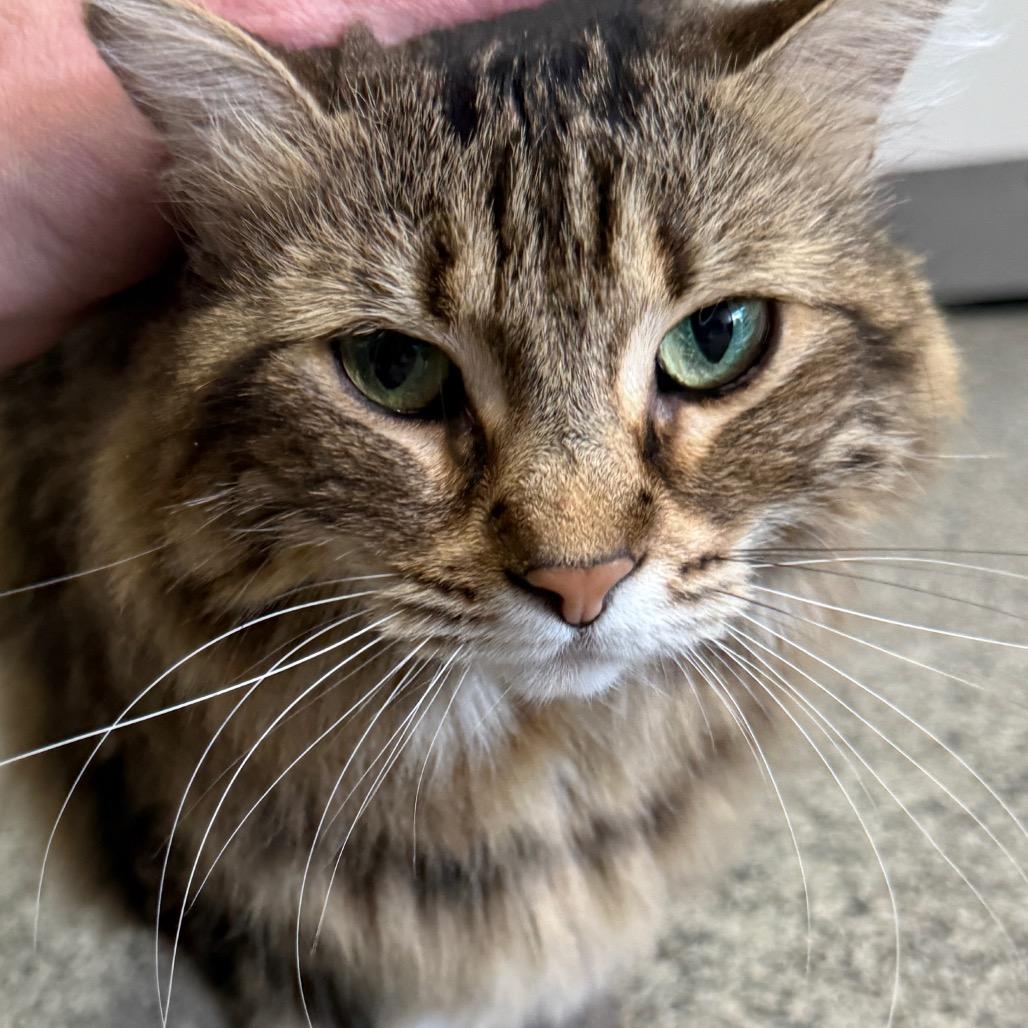 Enlarge Moe "Mono", a Adoptable Domestic Long Hair in Denver, CO image 2/6