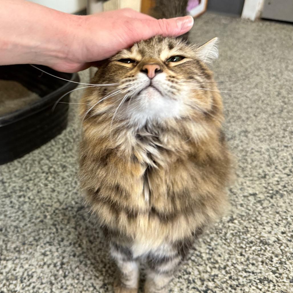 Enlarge Moe "Mono", a Adoptable Domestic Long Hair in Denver, CO image 3/6