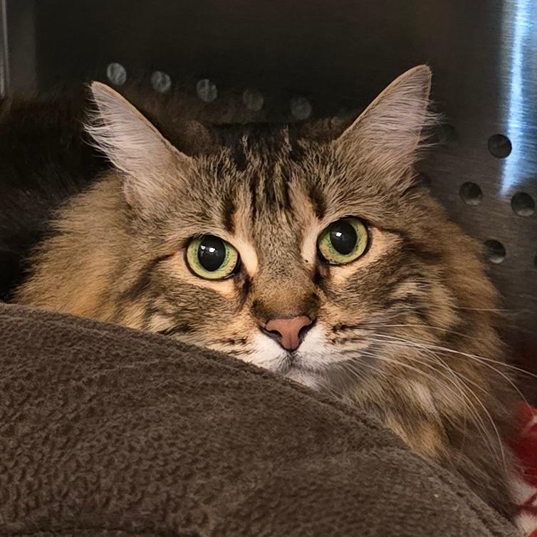 Enlarge Moe "Mono", a Adoptable Domestic Long Hair in Denver, CO image 5/6