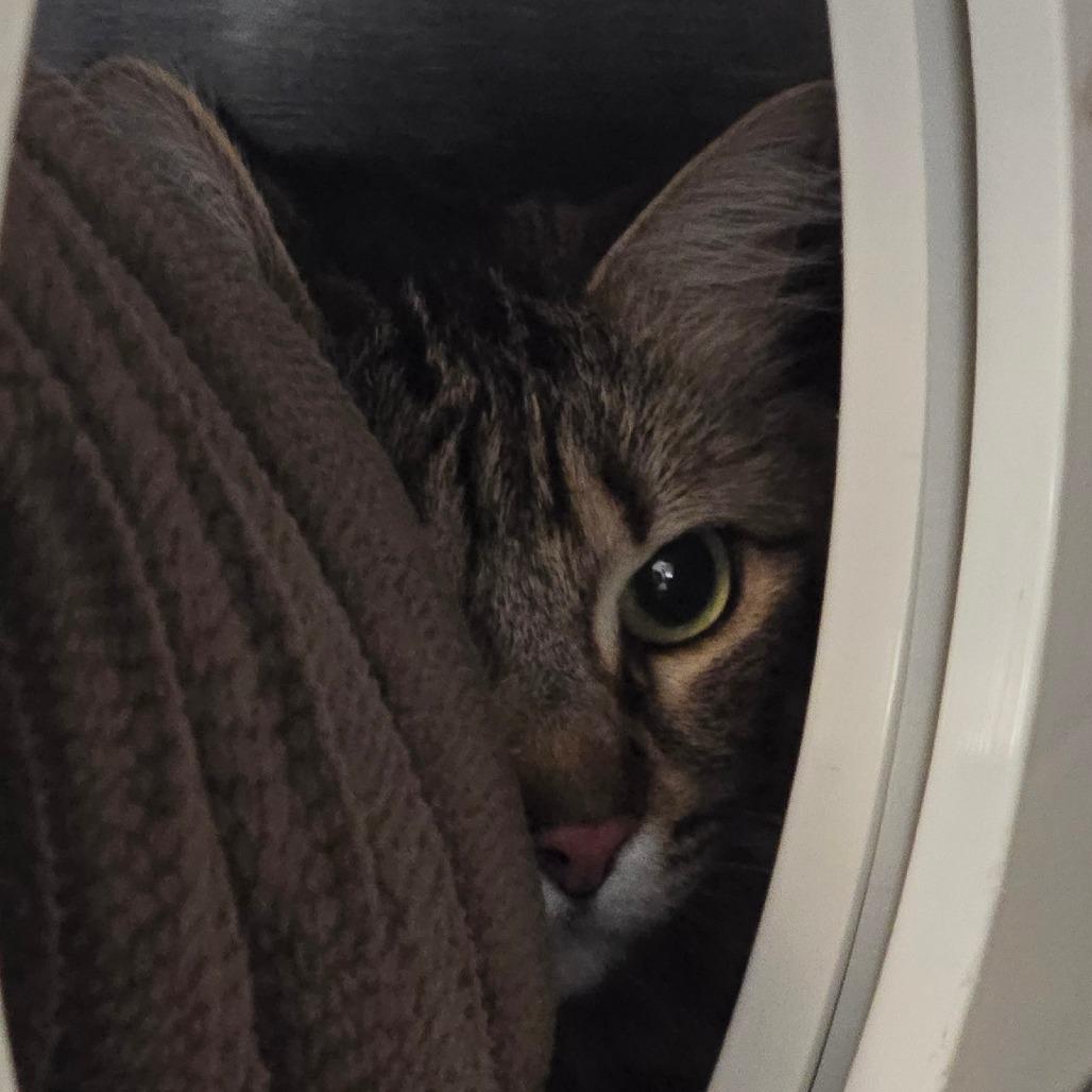 Enlarge Moe "Mono", a Adoptable Domestic Long Hair in Denver, CO image 6/6