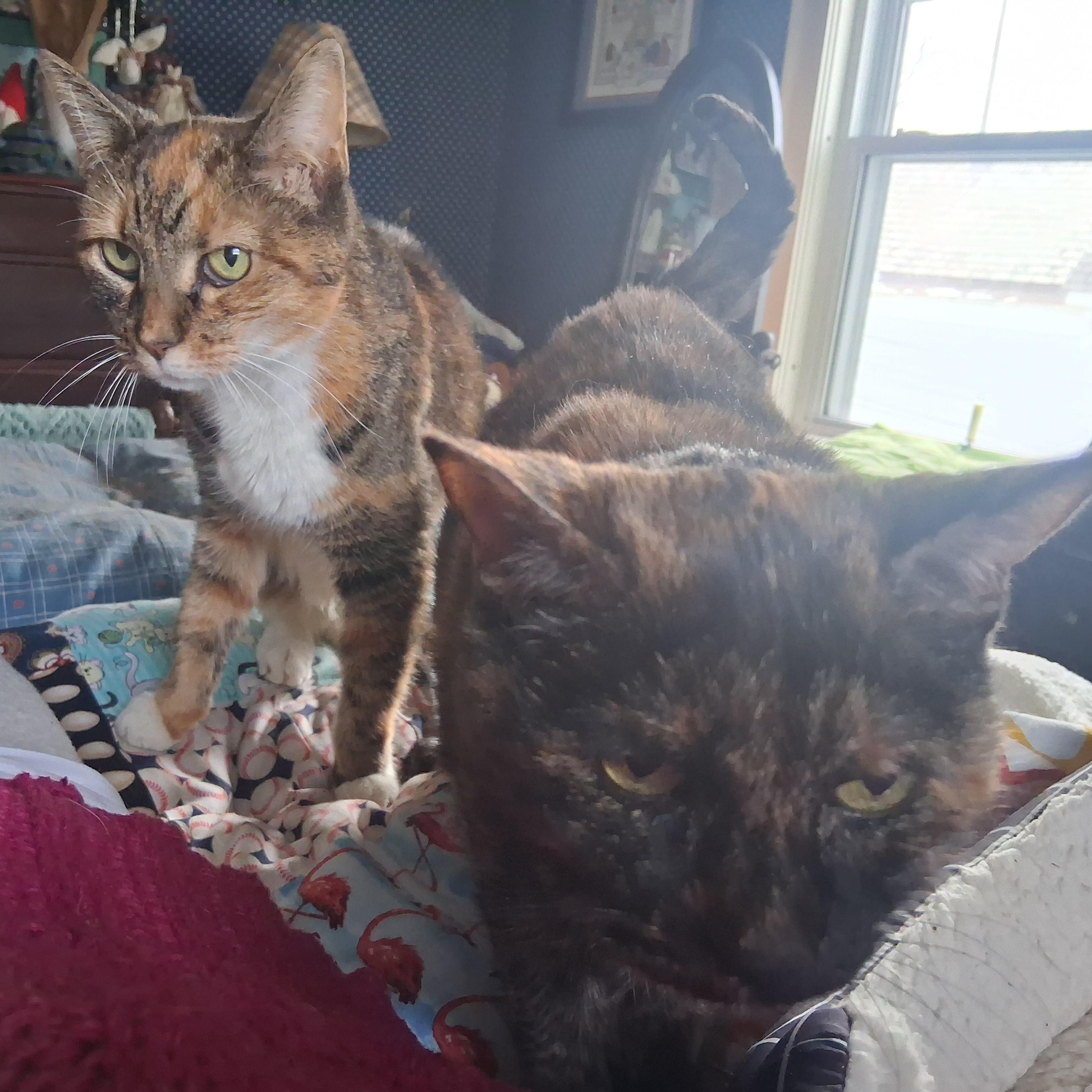 Cloey ***Special Needs: Urinary, possible forever foster, bonded with Maisy***