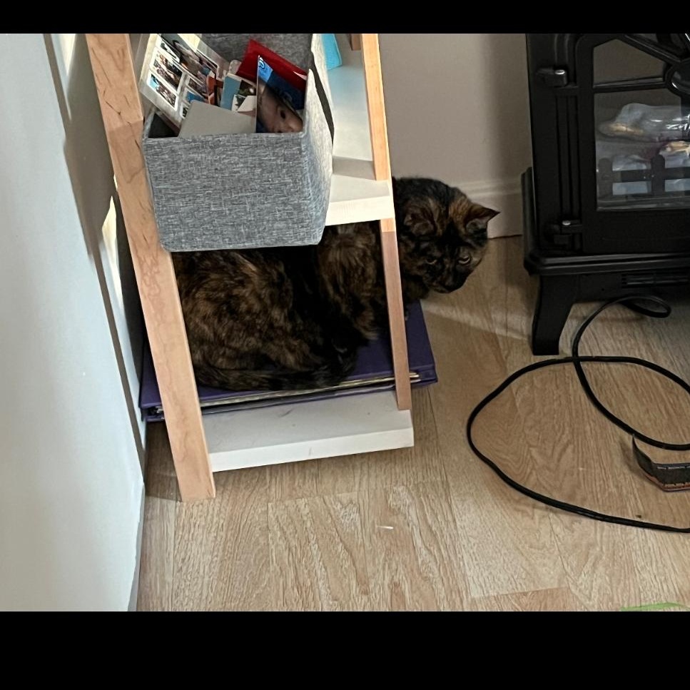 Cloey ***bonded with Maisy***