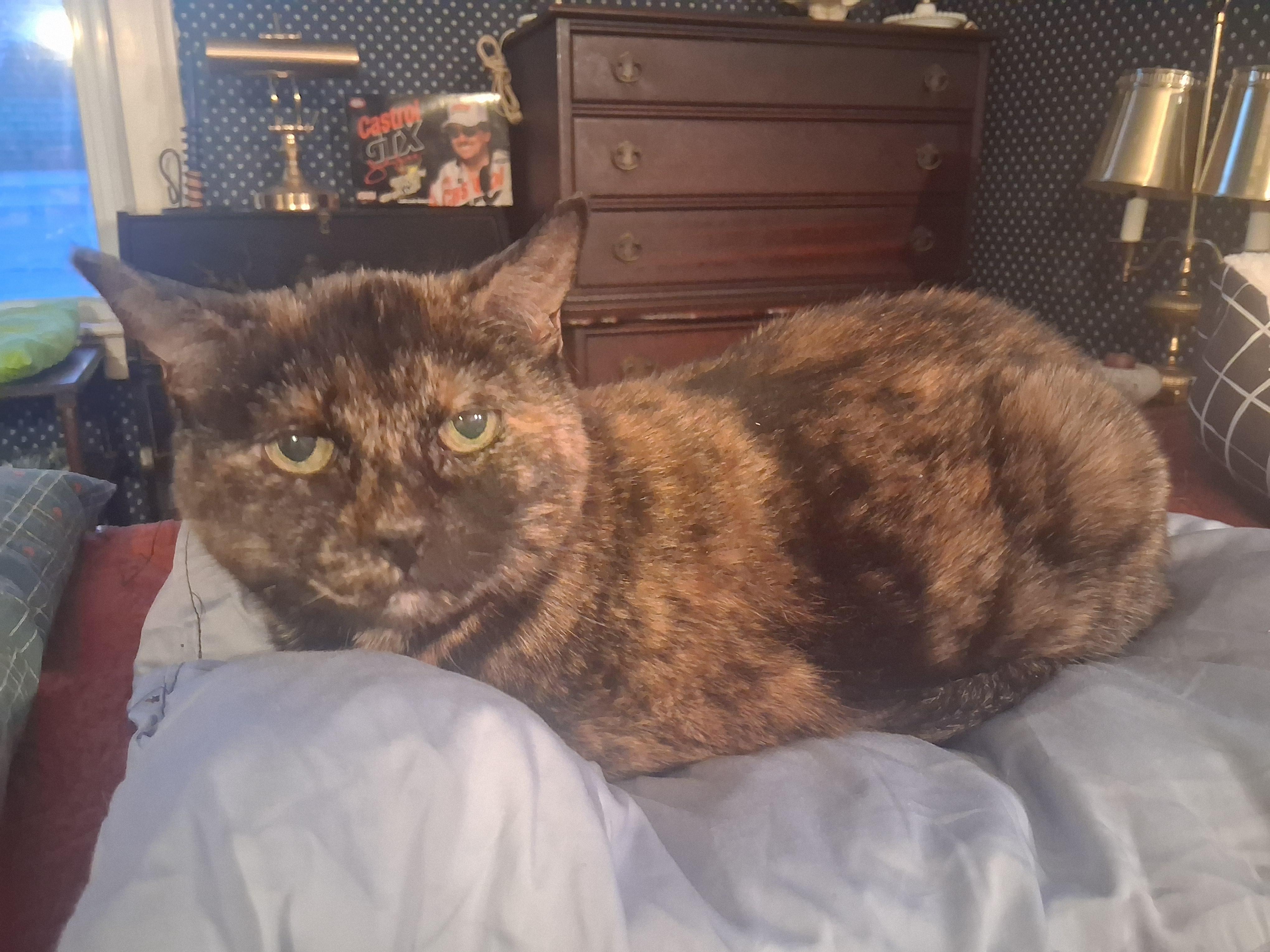 Enlarge Cloey ***Special Needs:  Urinary, possible forever foster, bonded with Maisy***, a other mixed breed in FITCHBURG, MA image 2/5