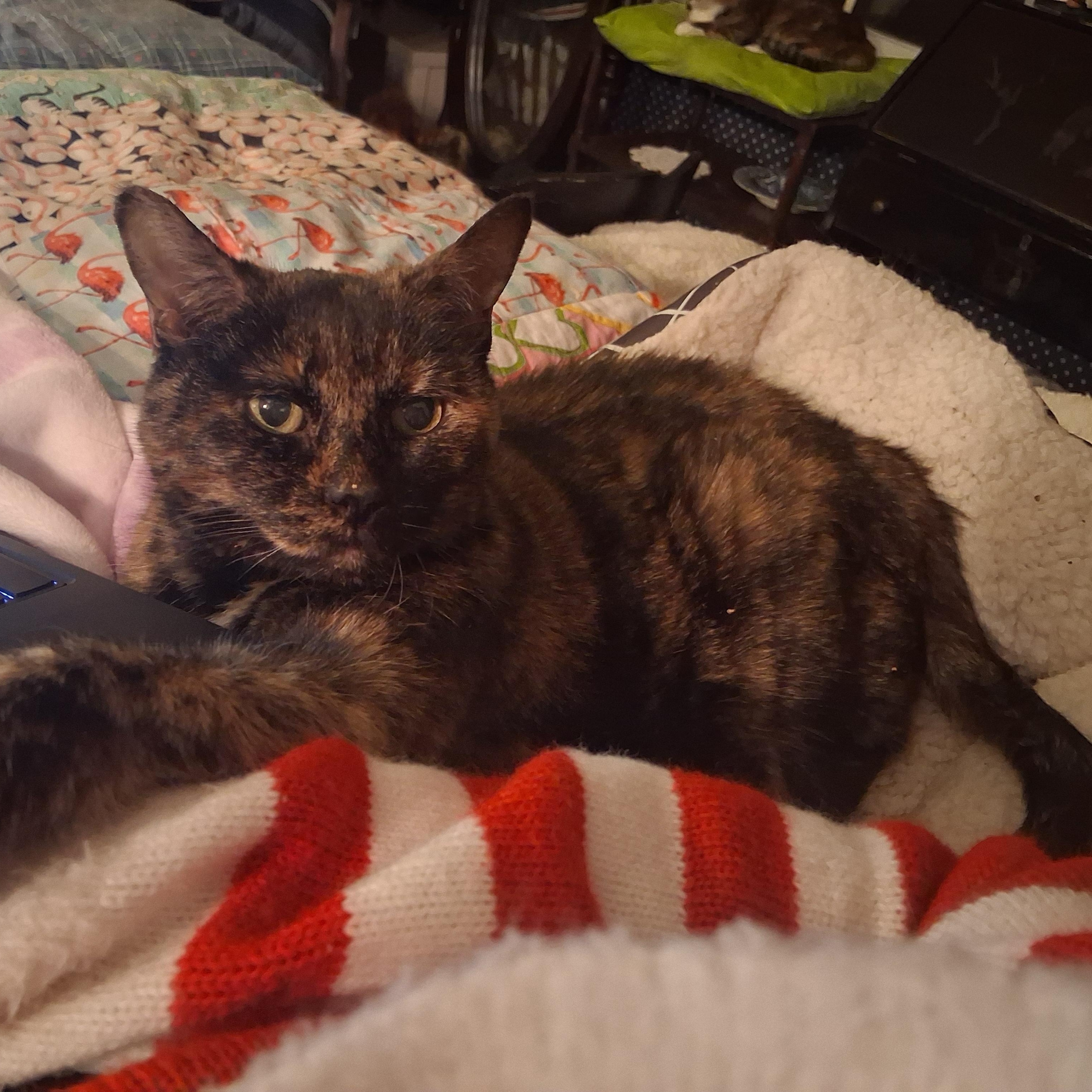 Enlarge Cloey ***Special Needs:  Urinary, possible forever foster, bonded with Maisy***, a other mixed breed in FITCHBURG, MA image 4/5