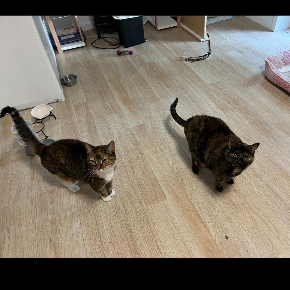 Cloey ***bonded with Maisy***