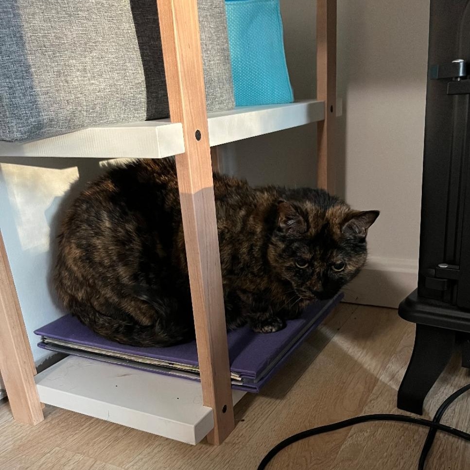 Cloey ***bonded with Maisy***