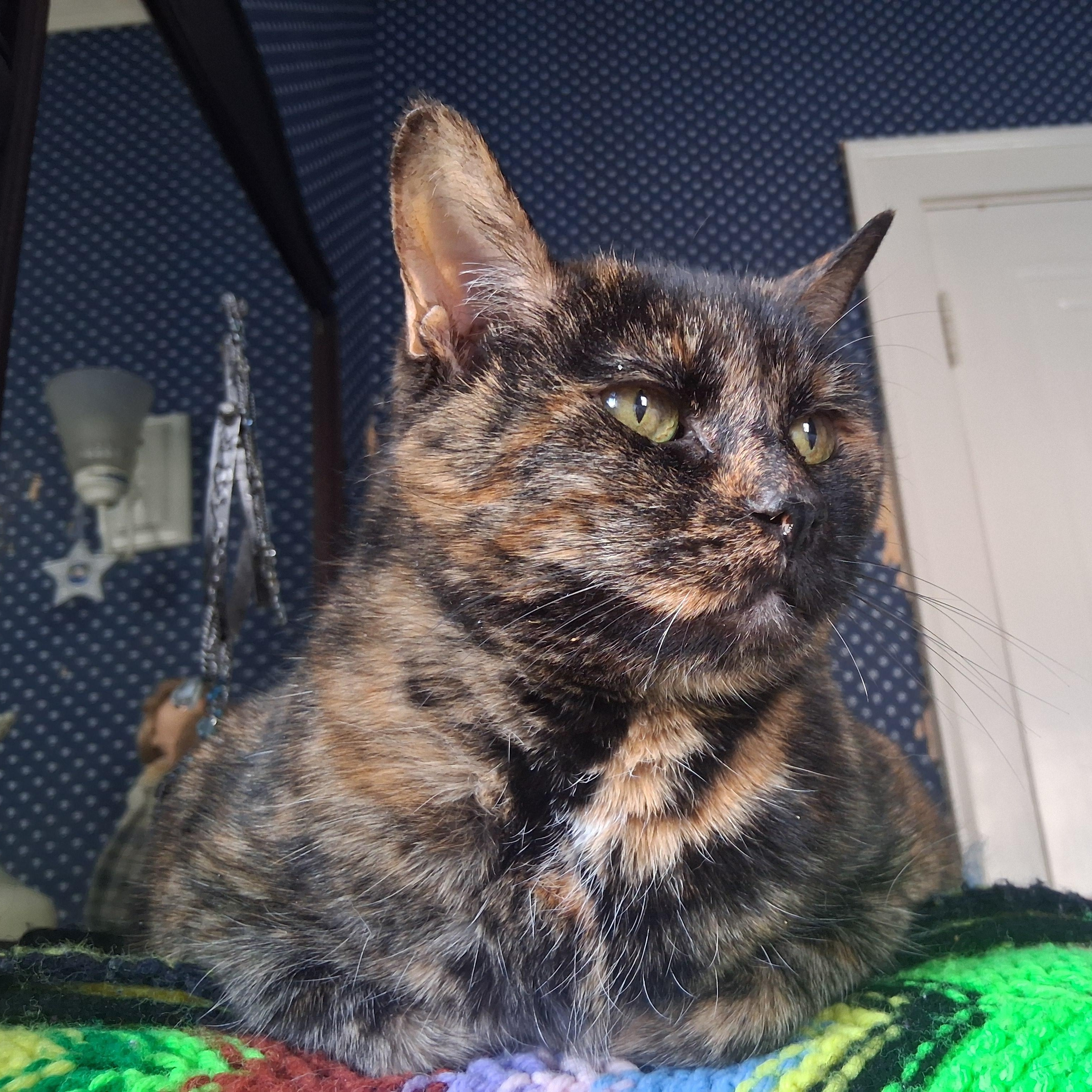 Enlarge Cloey ***Special Needs:  Urinary, possible forever foster, bonded with Maisy***, a other mixed breed in FITCHBURG, MA image 1/5