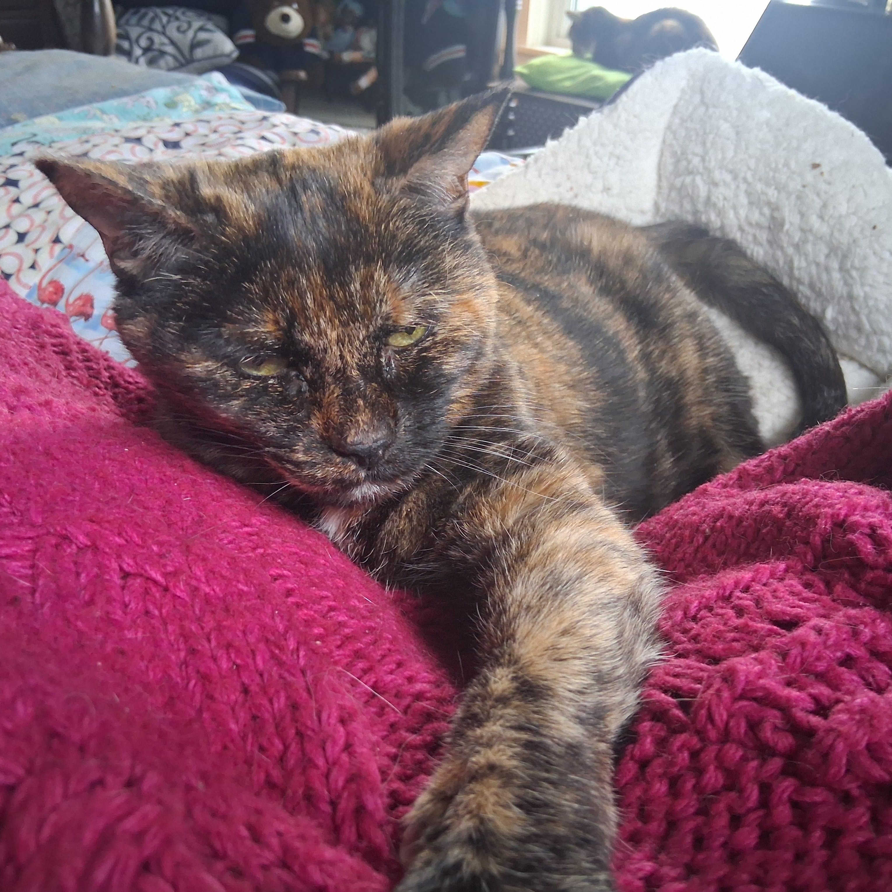 Enlarge Cloey ***Special Needs:  Urinary, possible forever foster, bonded with Maisy***, a other mixed breed in FITCHBURG, MA image 5/5