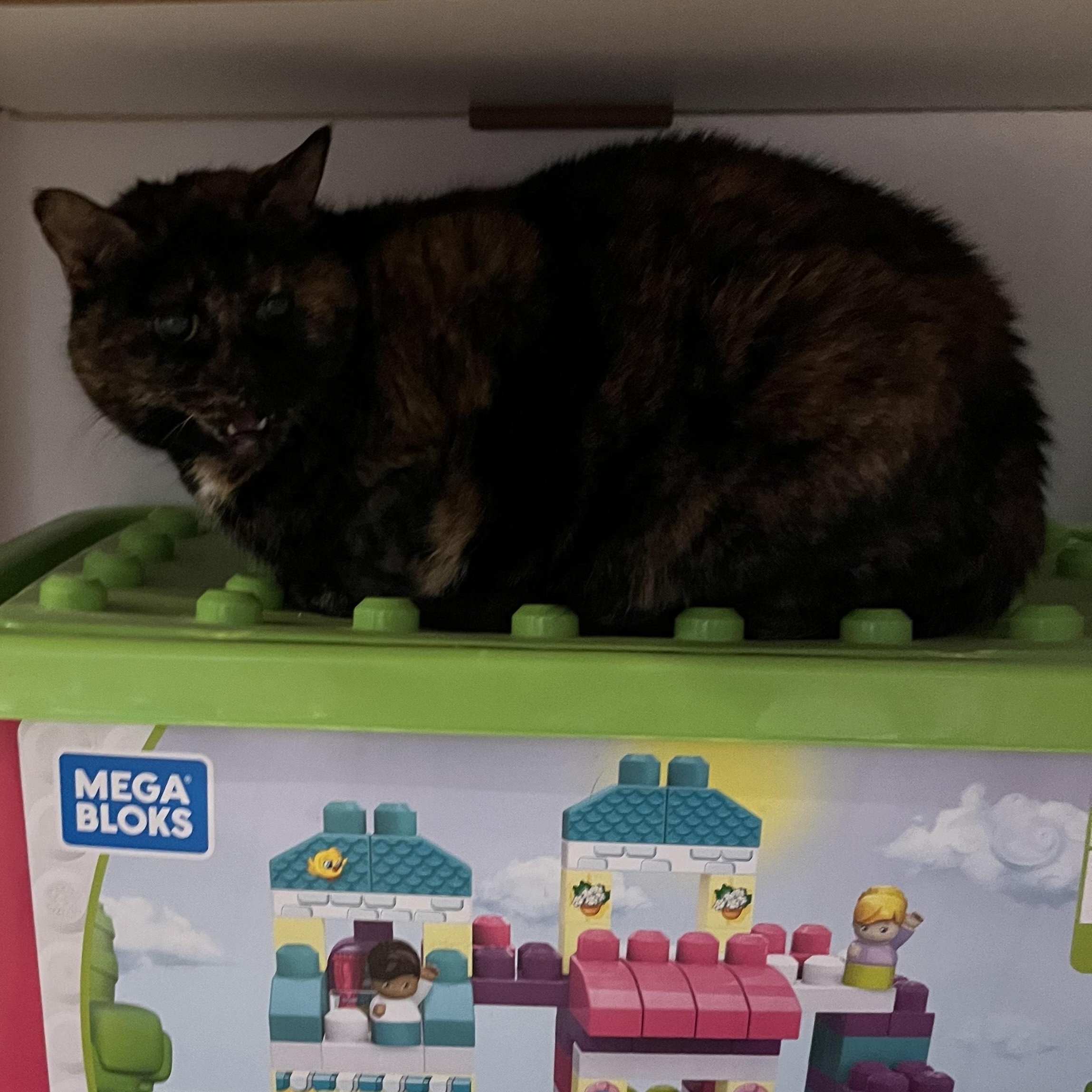 Cloey ***bonded with Maisy***