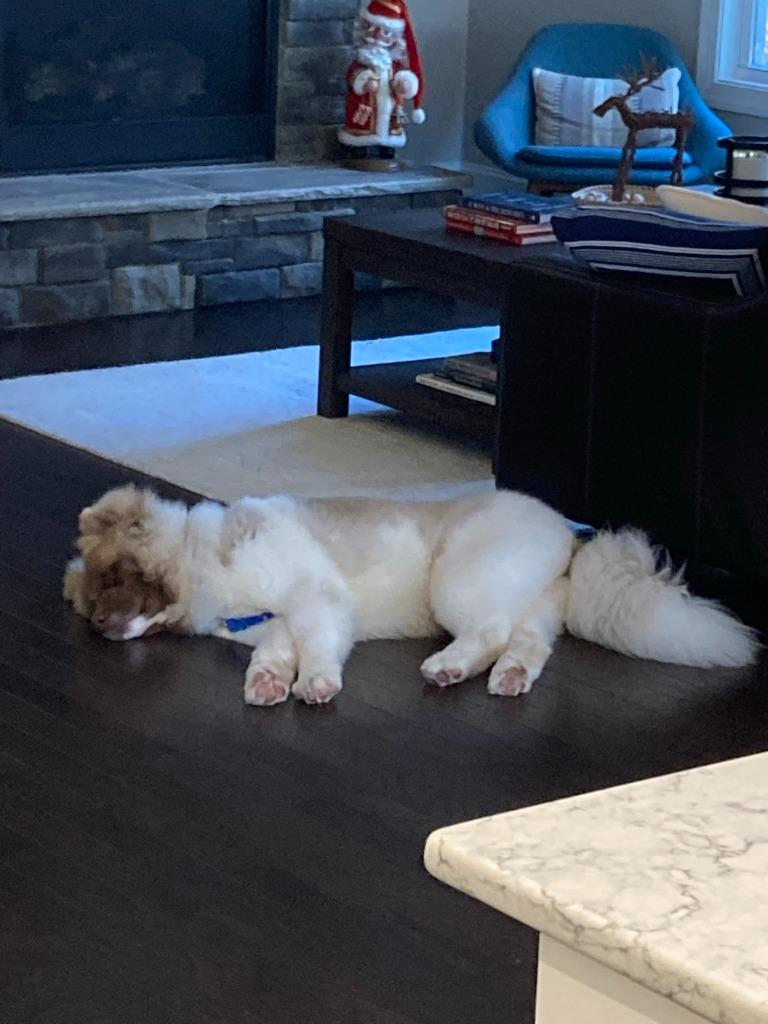 Enlarge Wookiee, a Adoptable mixed breed in Raleigh, NC image 2/6