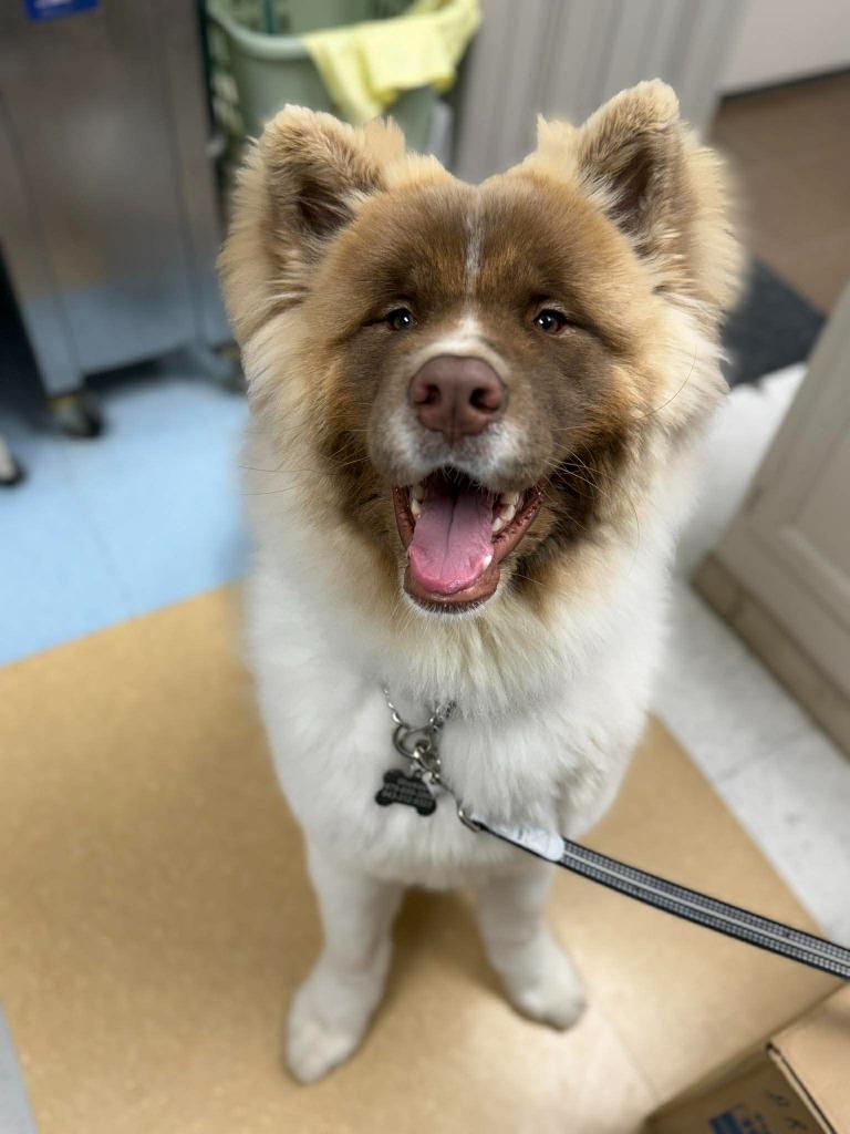 Enlarge Wookiee, a Adoptable mixed breed in Raleigh, NC image 4/6