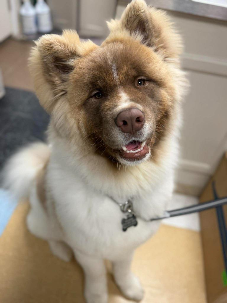 Enlarge Wookiee, a Adoptable mixed breed in Raleigh, NC image 6/6