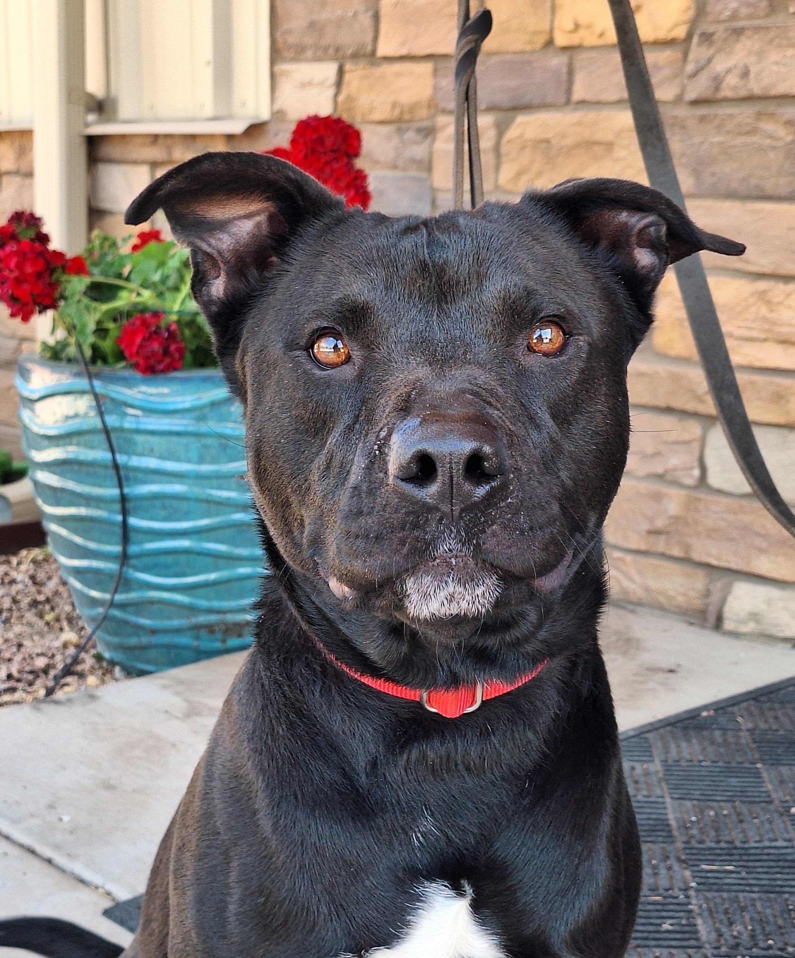 Onyx photo 3