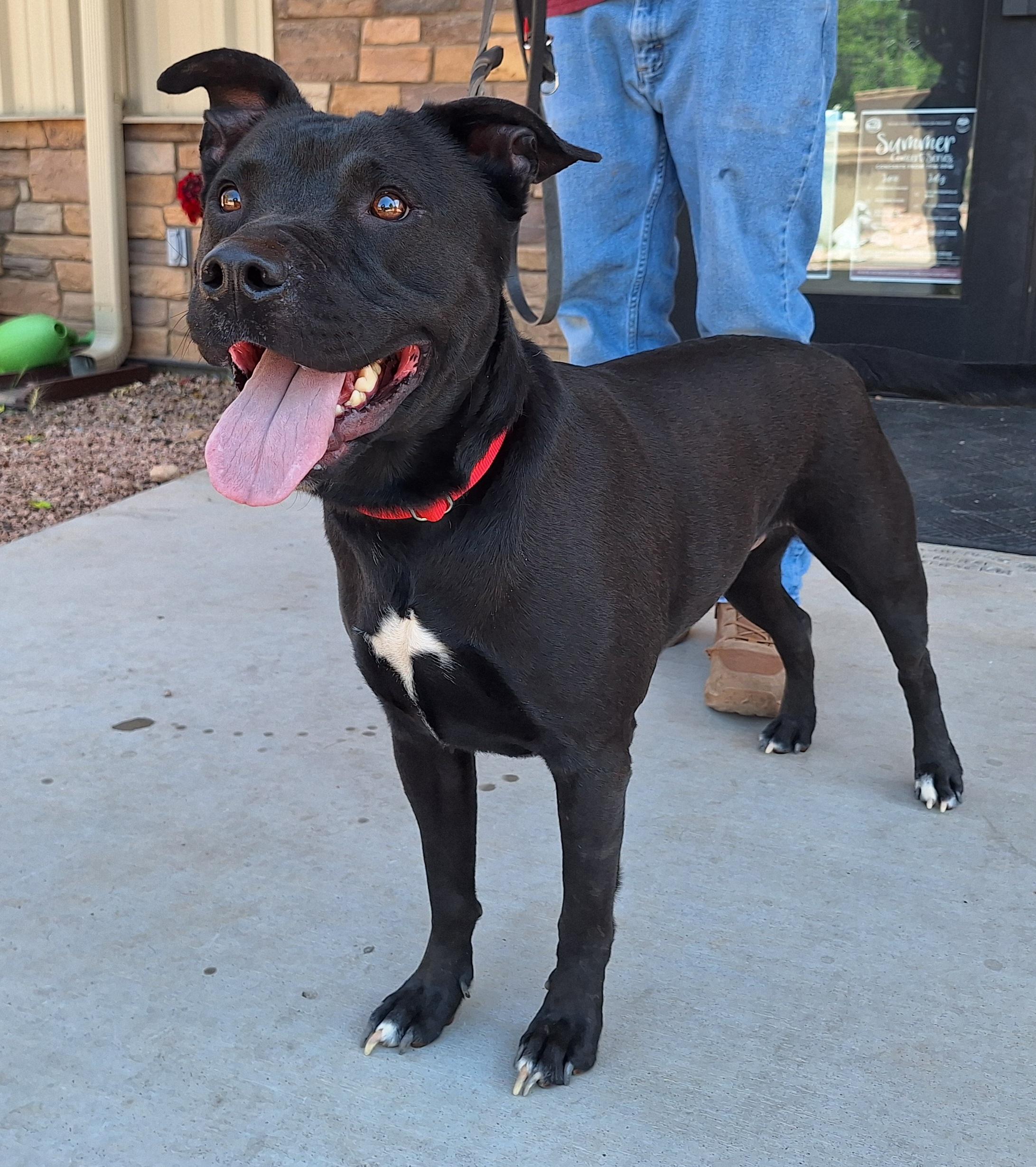 Onyx photo 2