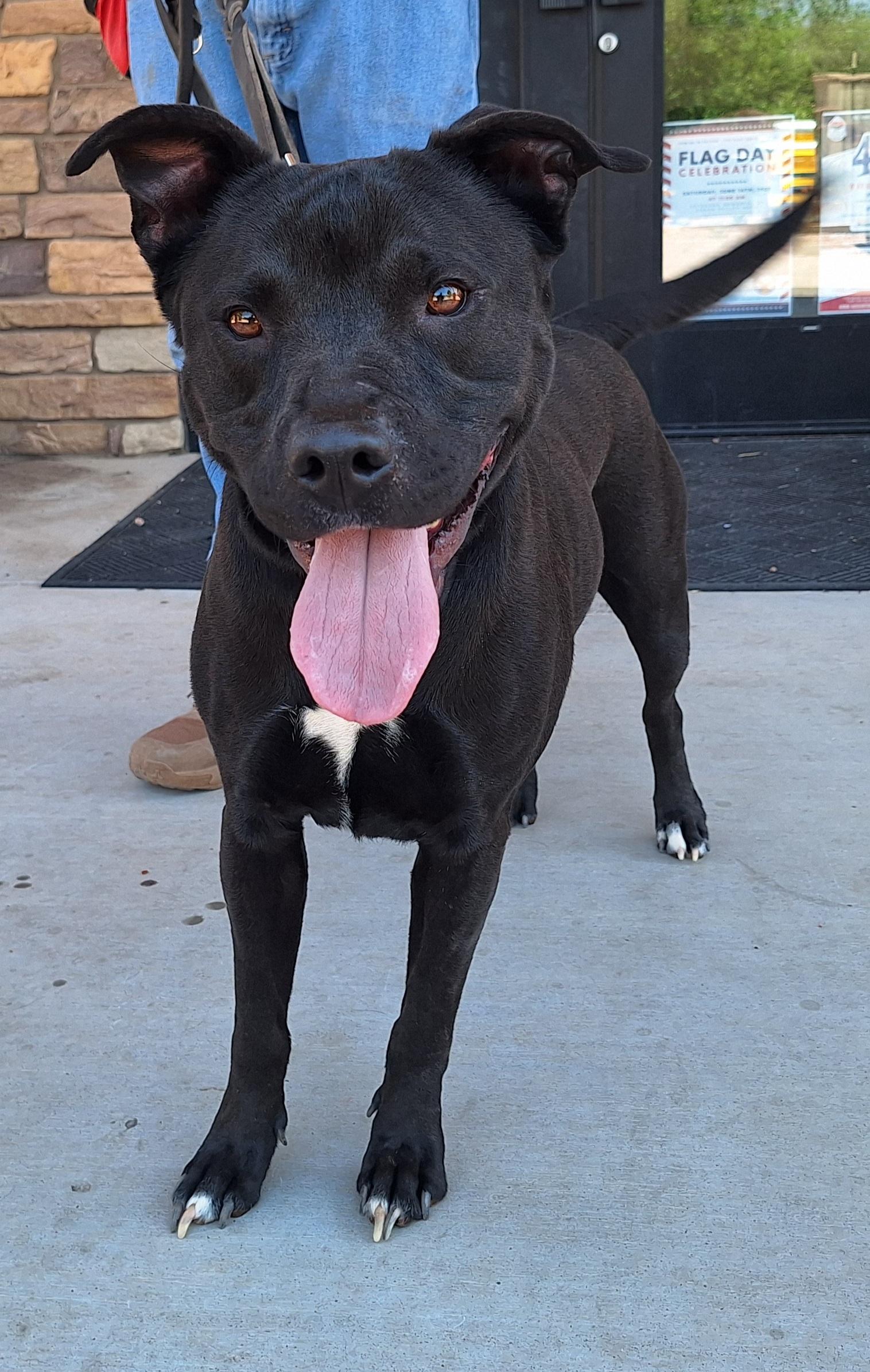 Onyx, Adult Male Labrador Retriever