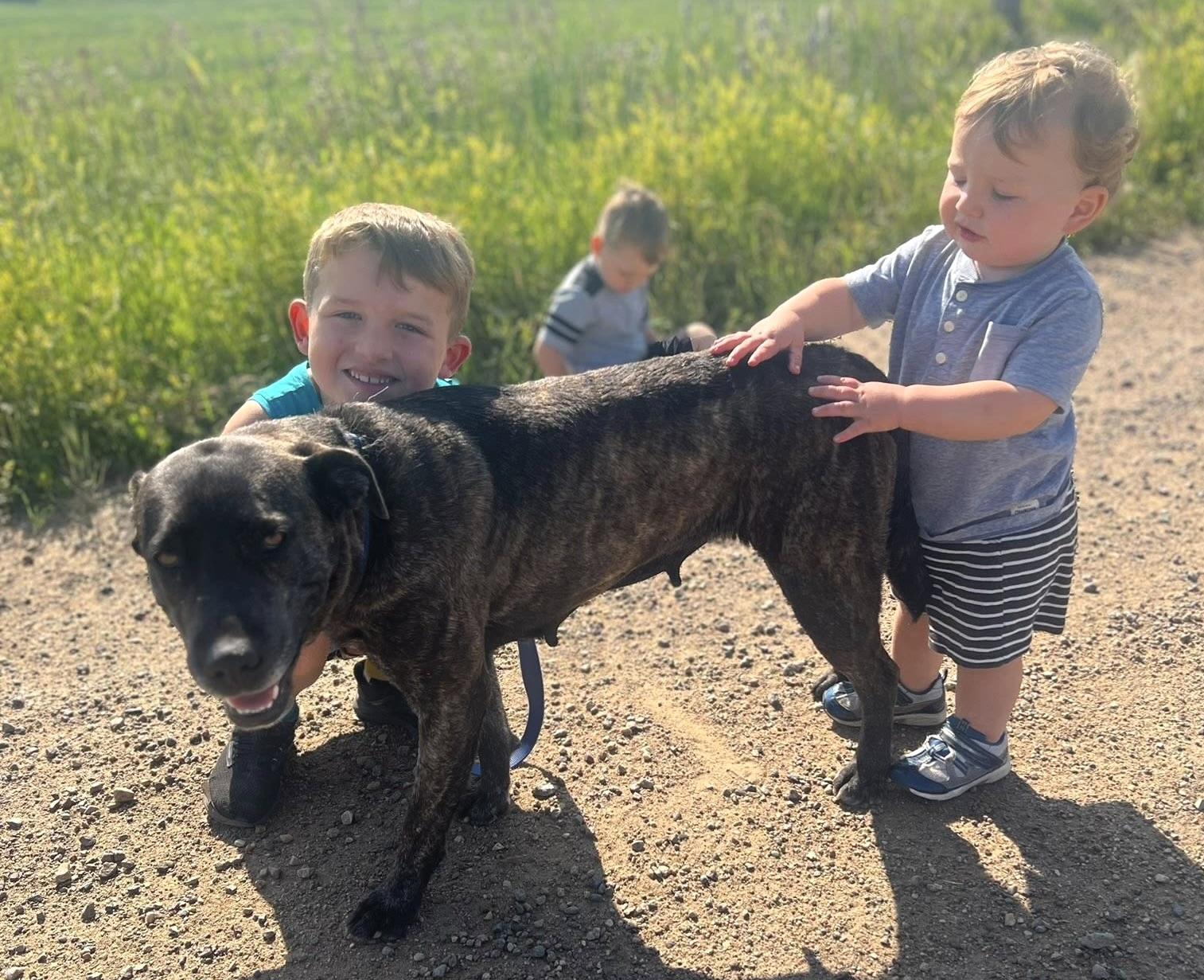 Gemma, an adoptable Labrador Retriever in Meadow Lake, SK, S9X 1Y7 | Photo Image 3