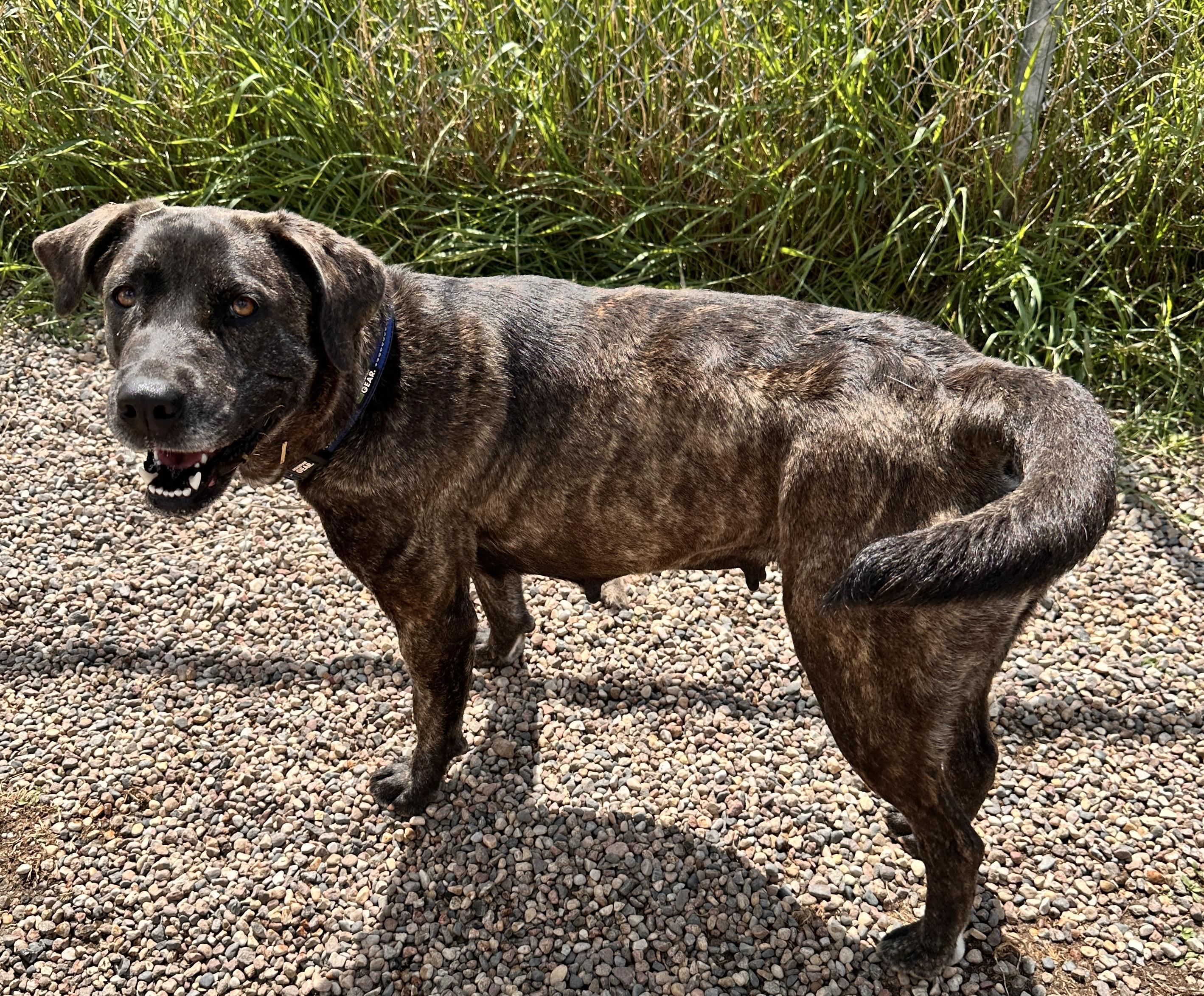 Gemma, an adoptable Labrador Retriever in Meadow Lake, SK, S9X 1Y7 | Photo Image 2