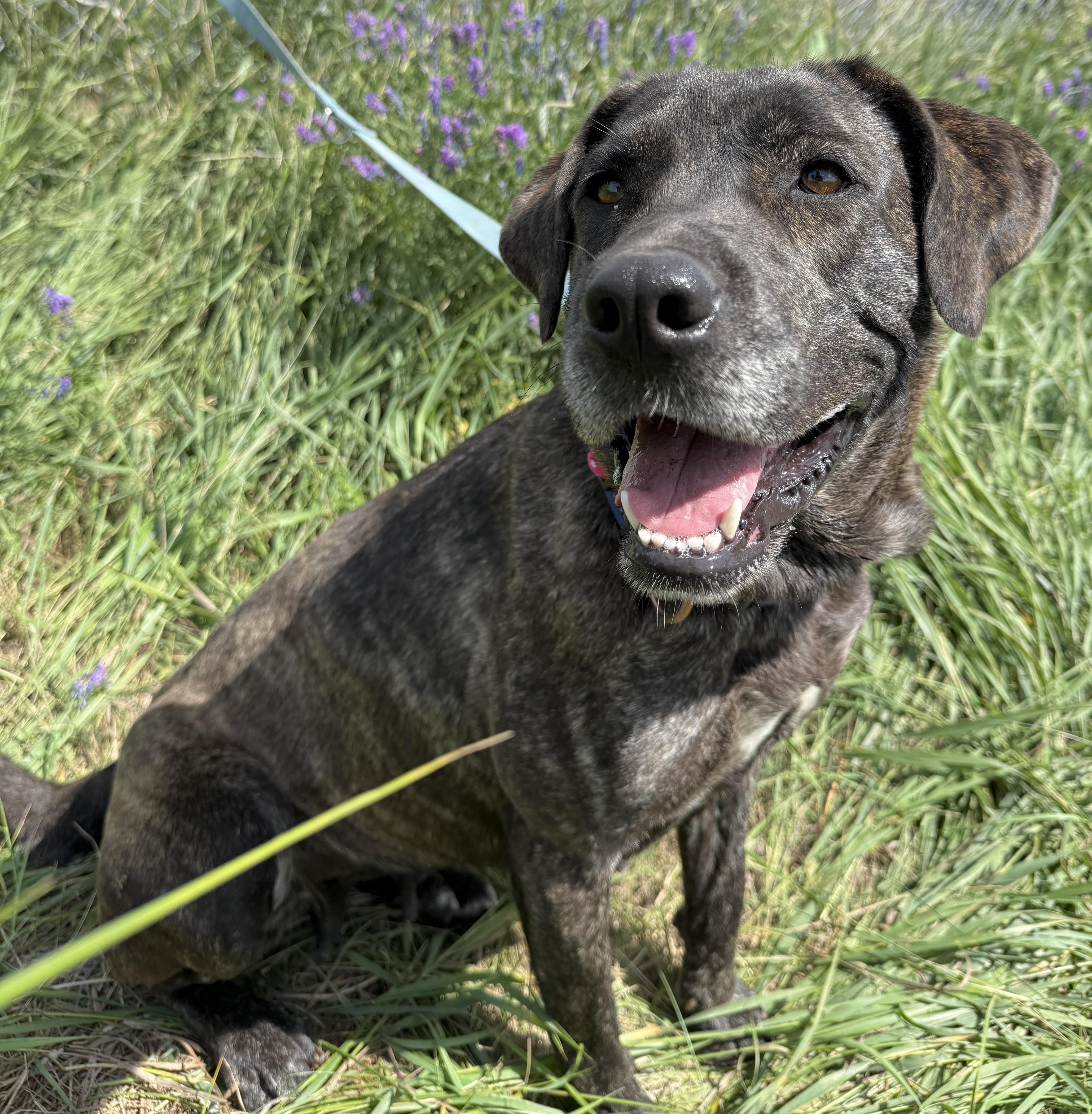 Gemma, an adoptable Labrador Retriever in Meadow Lake, SK, S9X 1Y7 | Photo Image 1