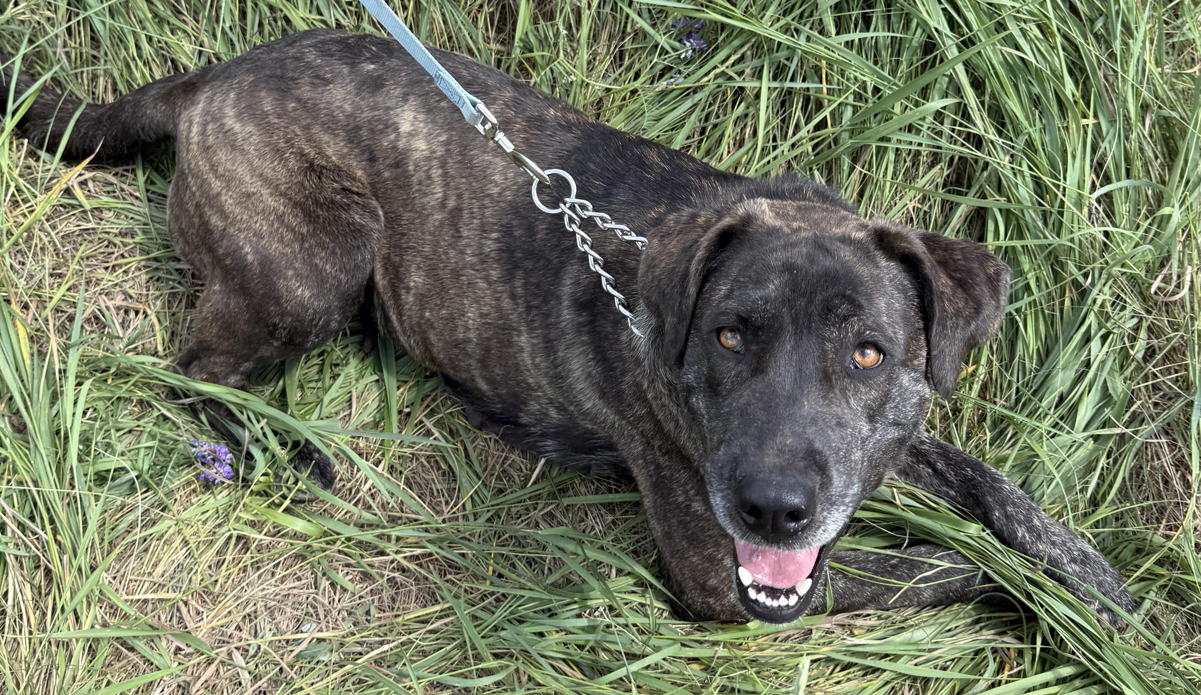 Gemma, an adoptable Labrador Retriever in Meadow Lake, SK, S9X 1Y7 | Photo Image 5
