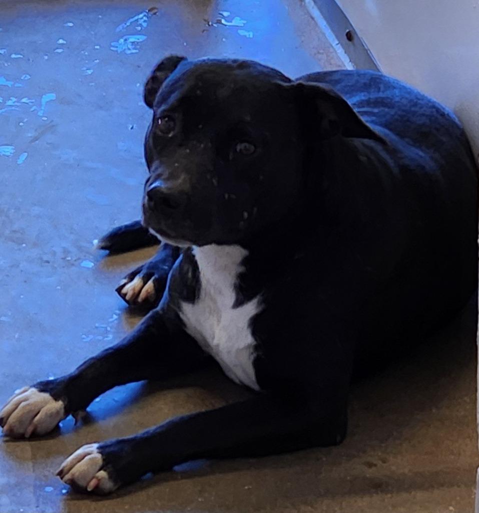 Enlarge Patty, a Adoptable mixed breed in Belton, TX image 1/1