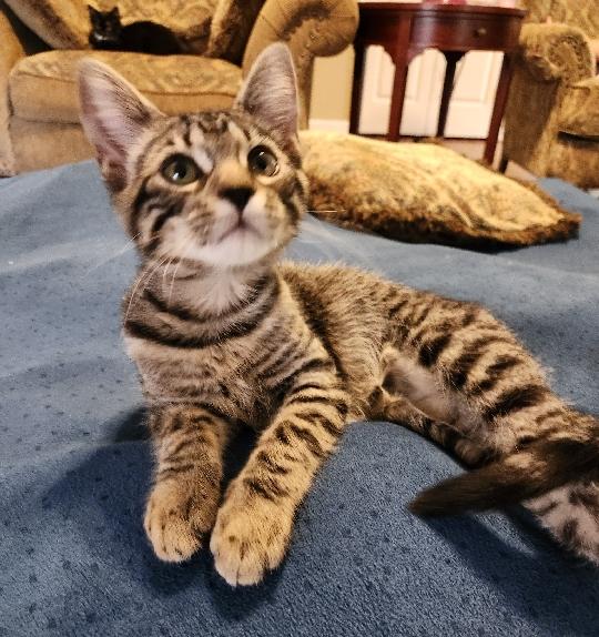 Cappuccino, a Adoptable Domestic Short Hair in Lafayette, LA image 4/6