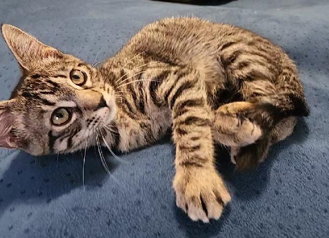 Cappuccino, a Adoptable Domestic Short Hair in Lafayette, LA image 2/6