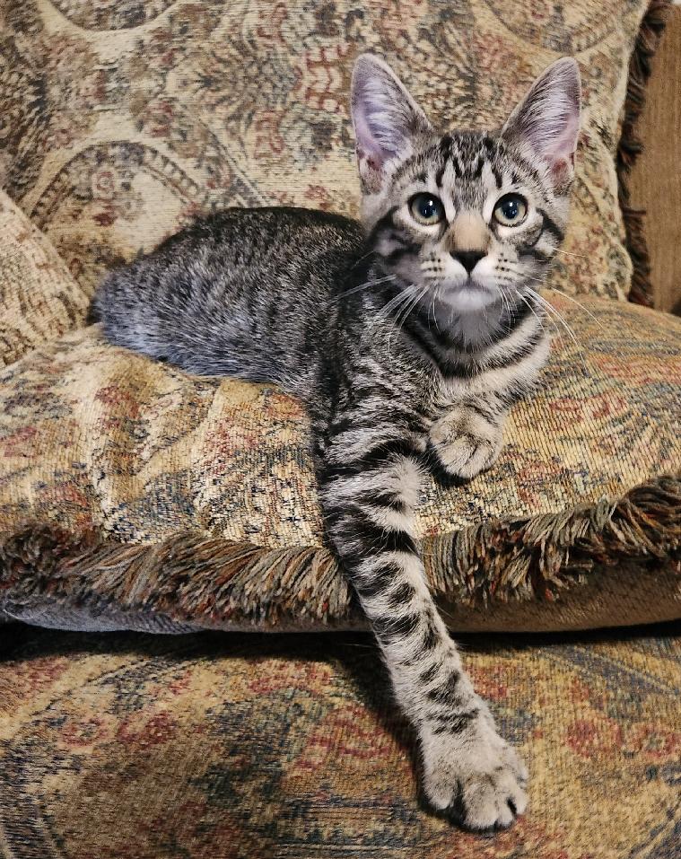 Cappuccino, a Adoptable Domestic Short Hair in Lafayette, LA image 3/6