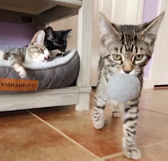 Cappuccino, a Adoptable Domestic Short Hair in Lafayette, LA image 5/6