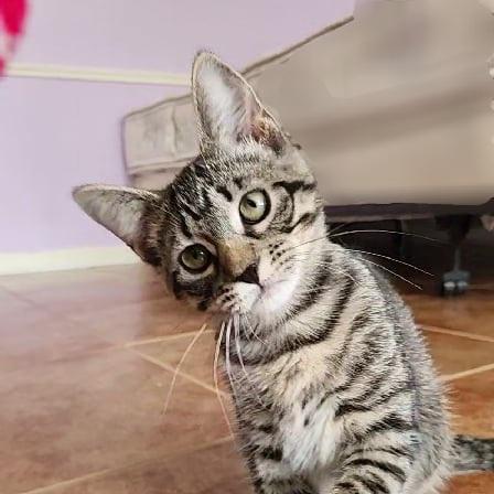 Cappuccino, a Adoptable Domestic Short Hair in Lafayette, LA image 1/6