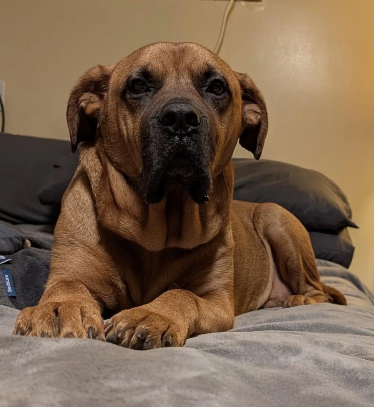Enlarge Styx, a ADOPTABLE mixed breed in Youngstown, OH image 2/6