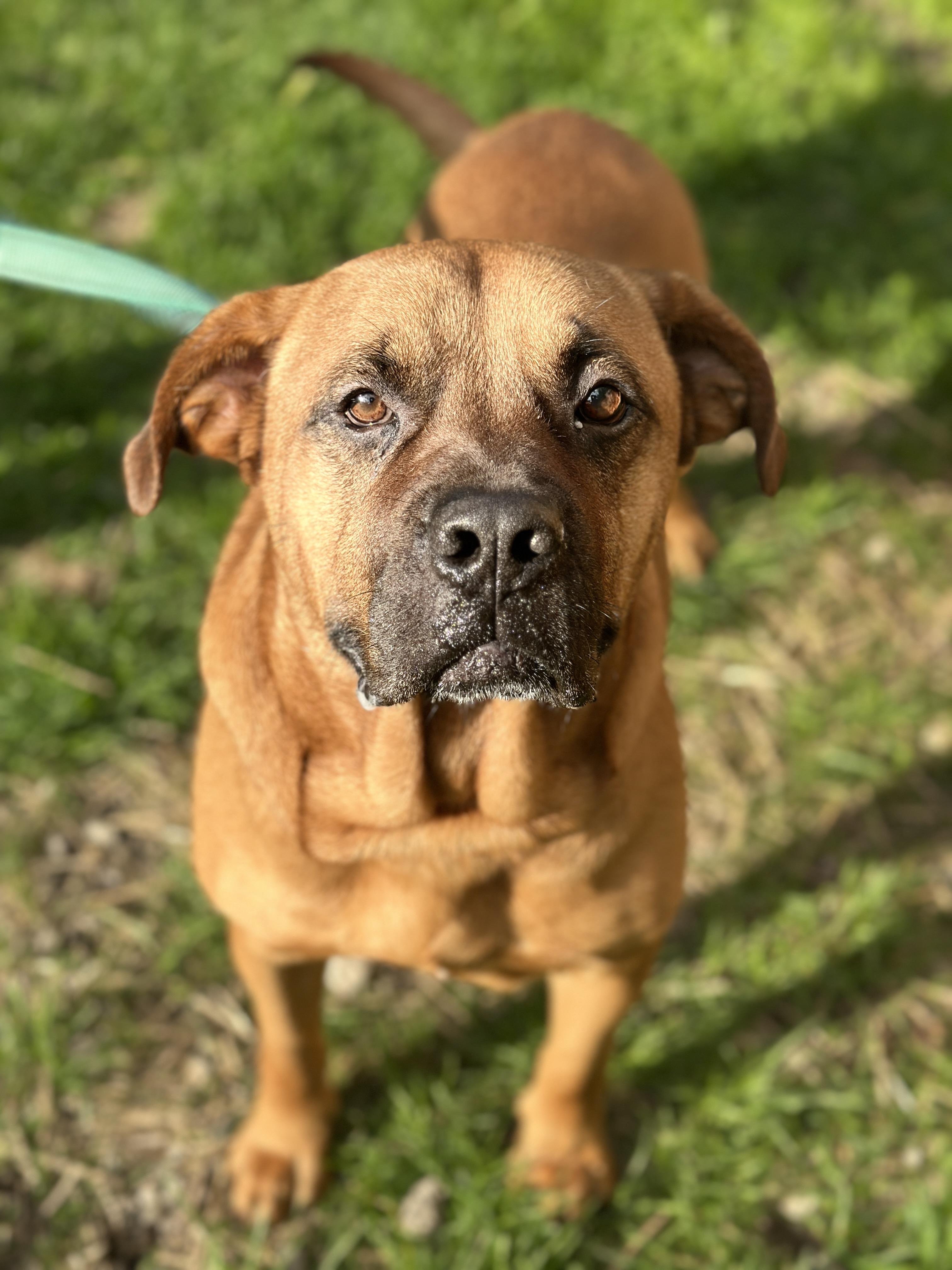 Enlarge Styx, a ADOPTABLE mixed breed in Youngstown, OH image 6/6