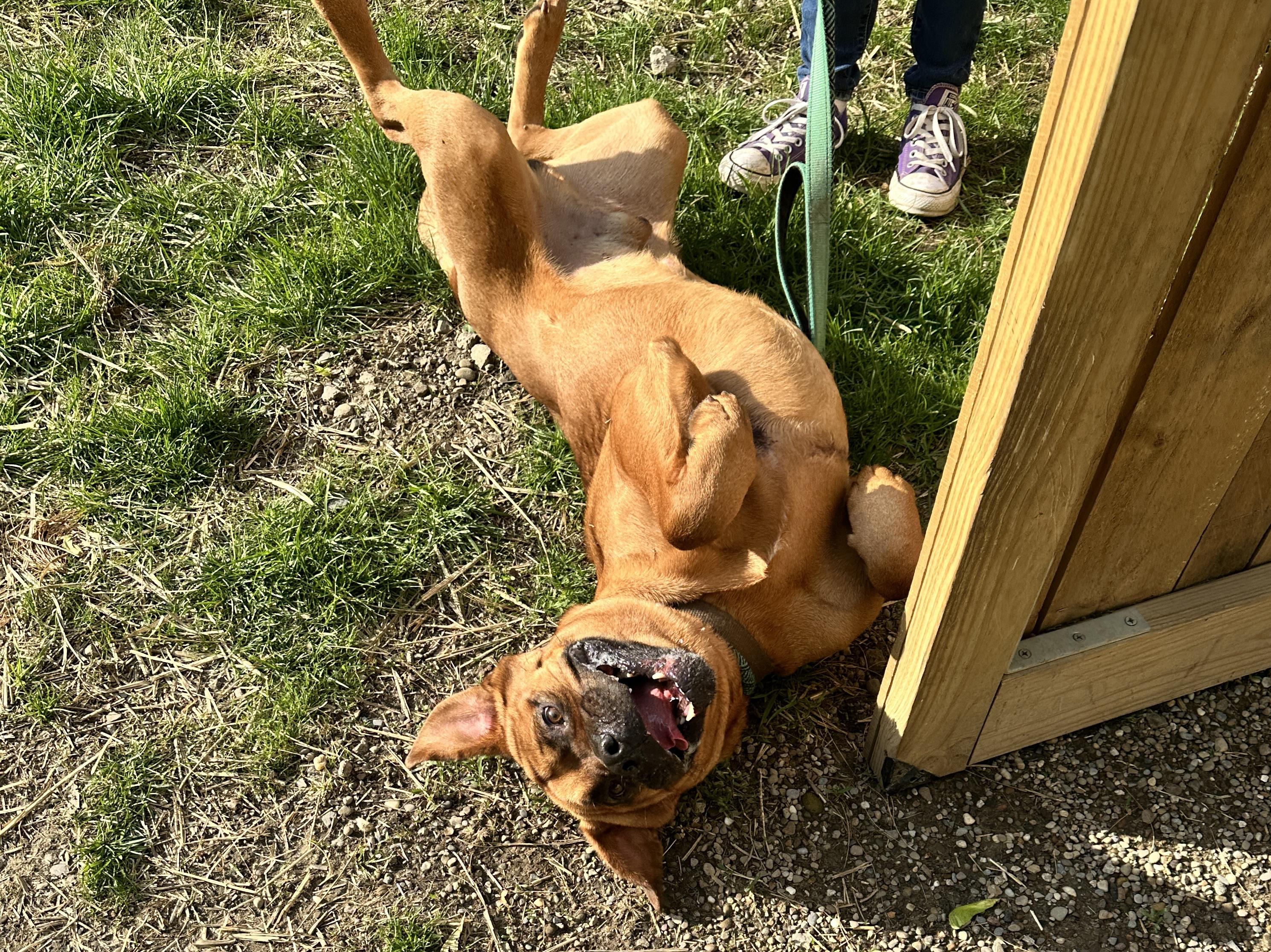 Enlarge Styx, a ADOPTABLE mixed breed in Youngstown, OH image 5/6