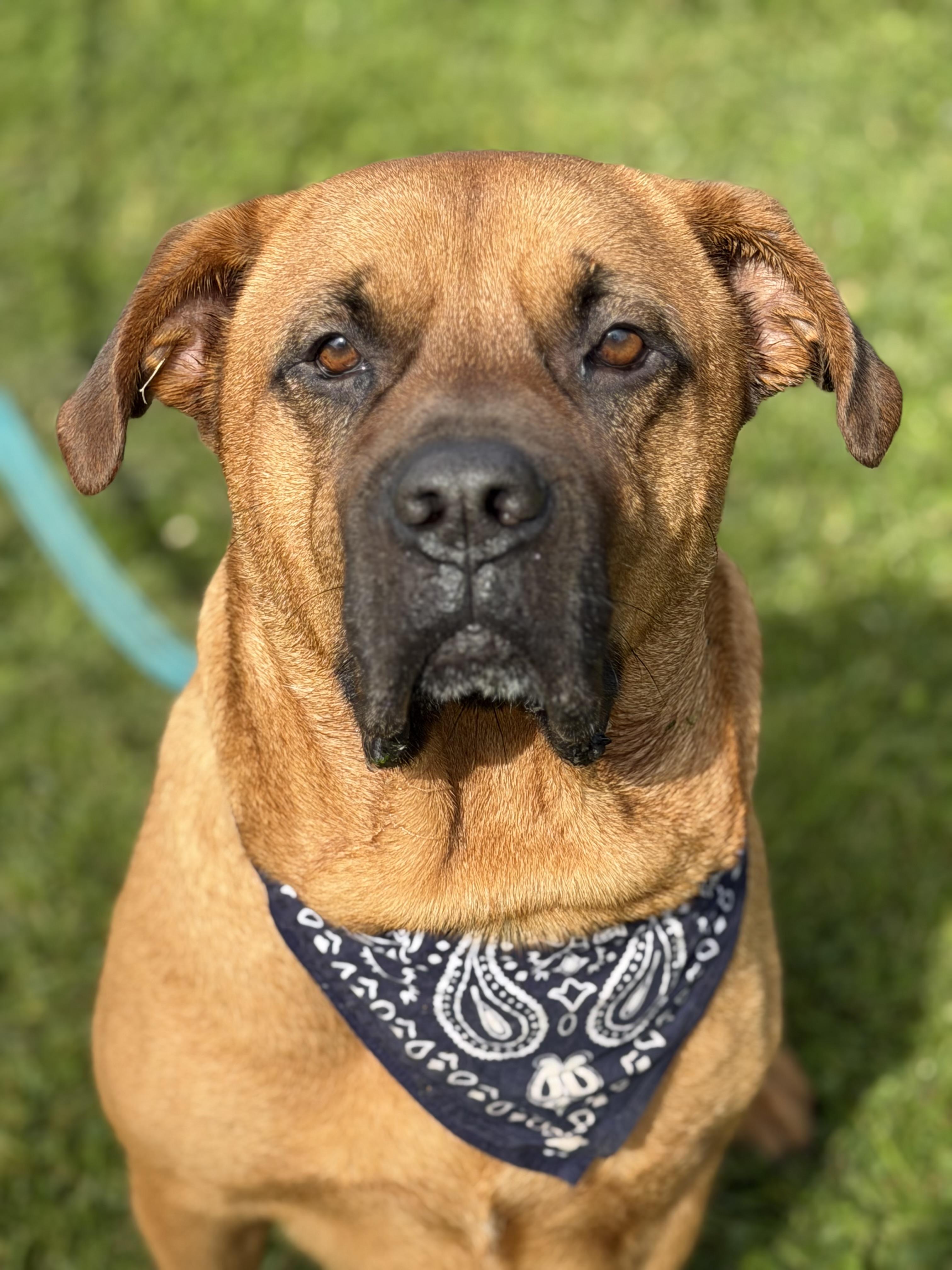Enlarge Styx, a ADOPTABLE mixed breed in Youngstown, OH image 3/6