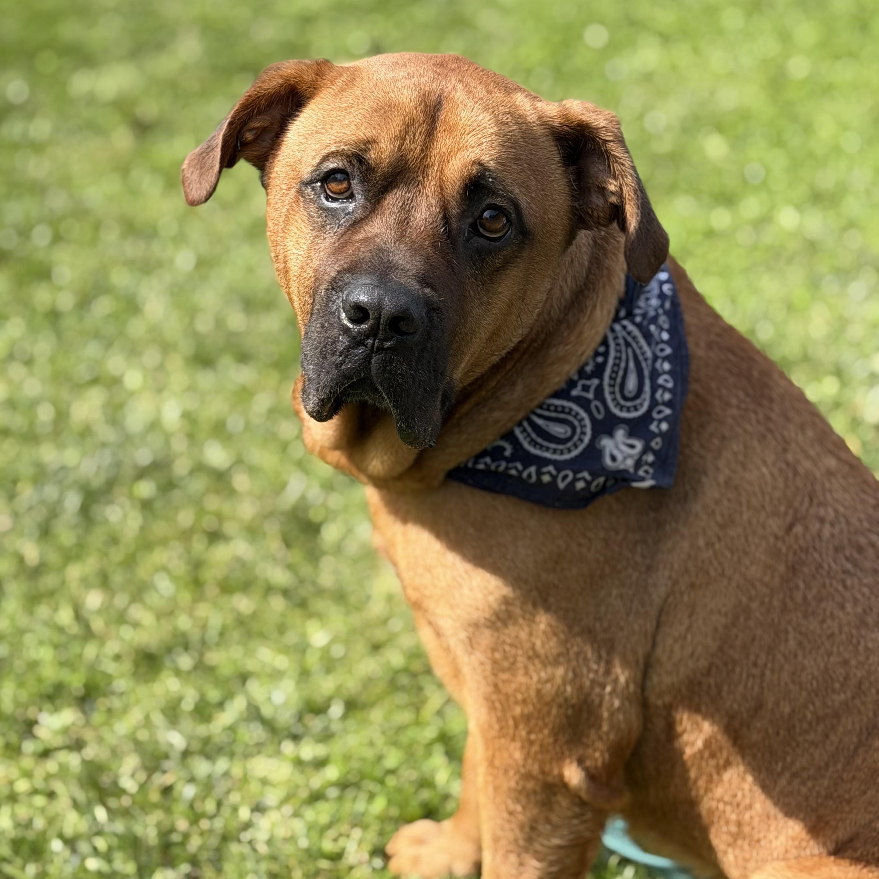 Enlarge Styx, a ADOPTABLE mixed breed in Youngstown, OH image 1/6