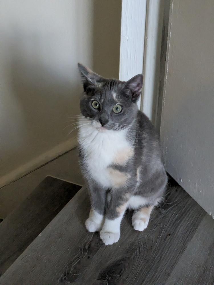 Mira, Adoptable, Kitten Female Domestic Short Hair.