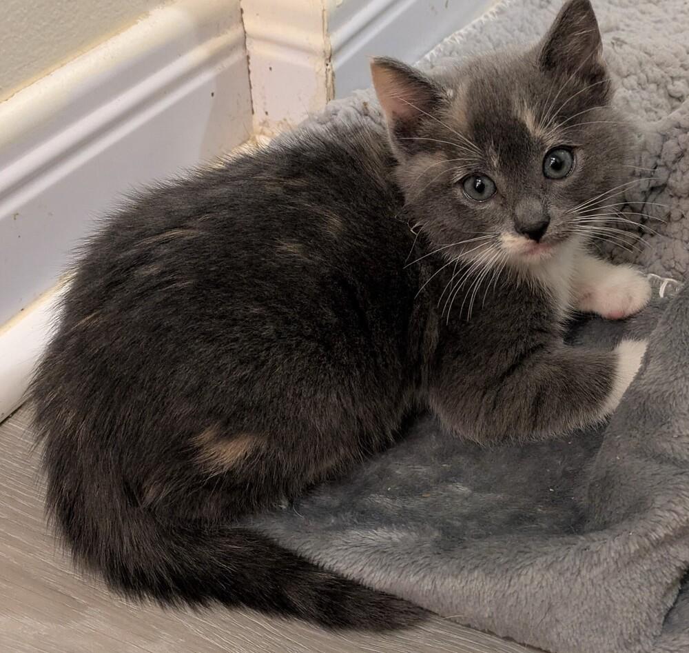 Mira, a Adoptable Domestic Short Hair in Greenbelt, MD image 2/2