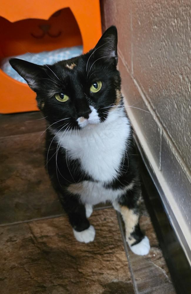 Nugget, a Adoptable Calico in Westminster, CO image 1/3