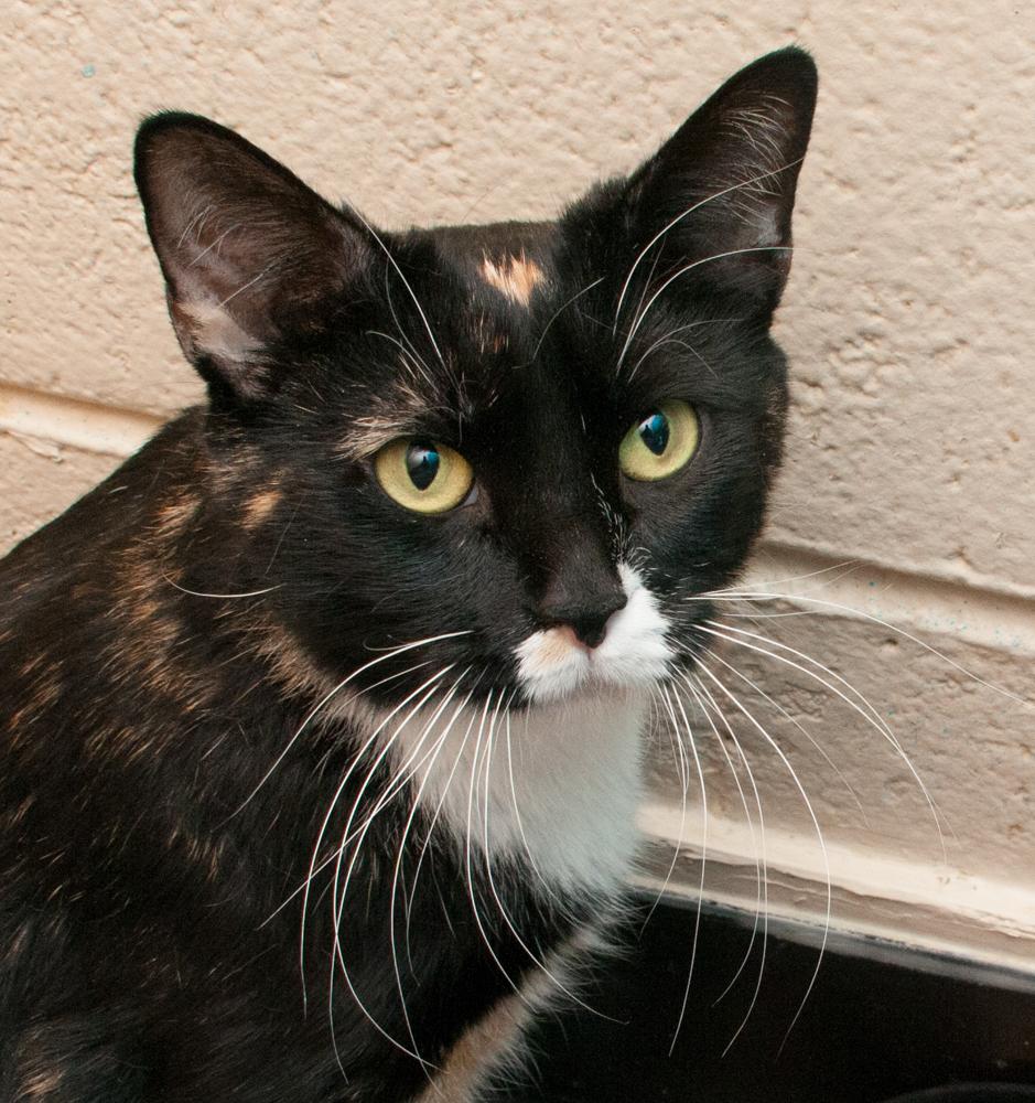 Nugget, Adoptable, Adult Female Calico.