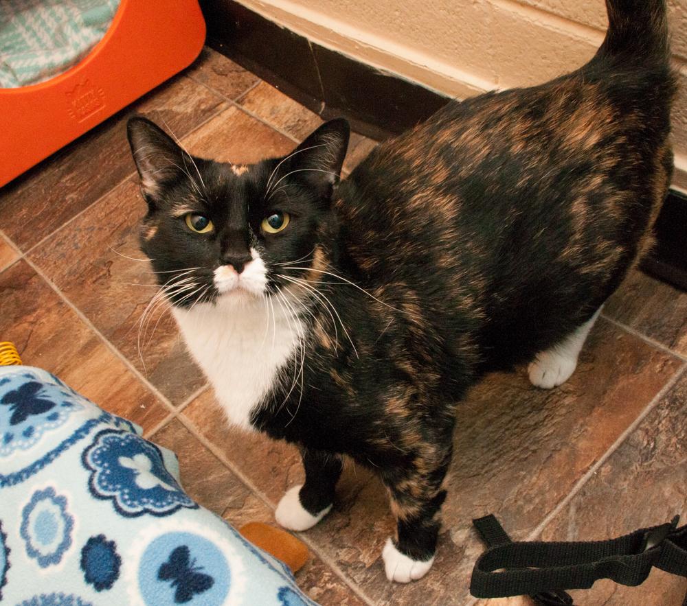 Nugget, a Adoptable Calico in Westminster, CO image 3/3