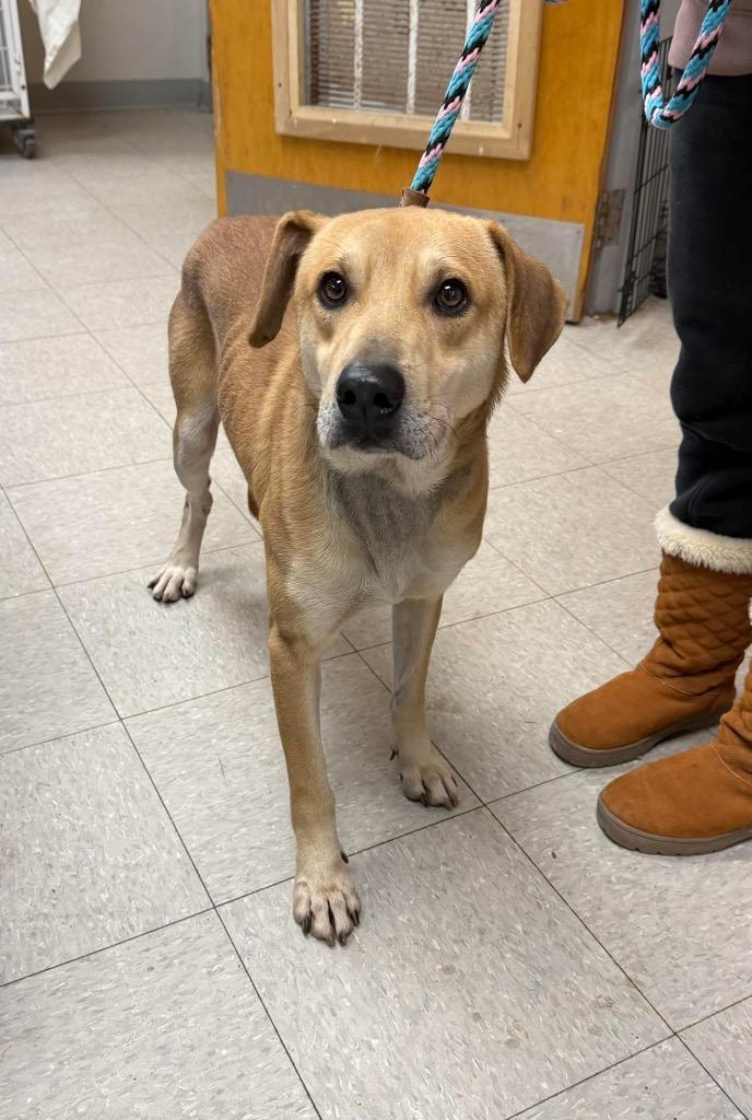 Tetley, Adoptable, Adult Male Labrador Retriever.