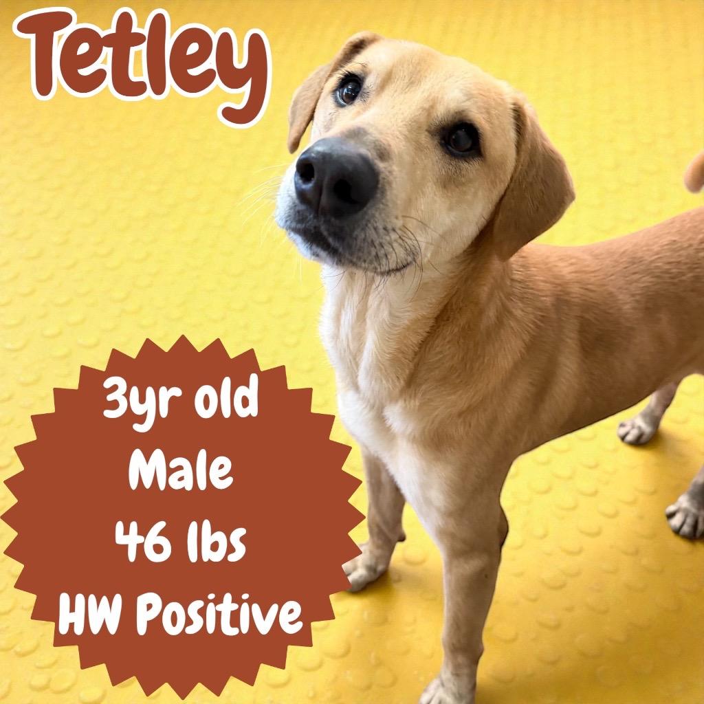 Enlarge Tetley, a Adoptable Labrador Retriever in Sorrento, LA image 2/3