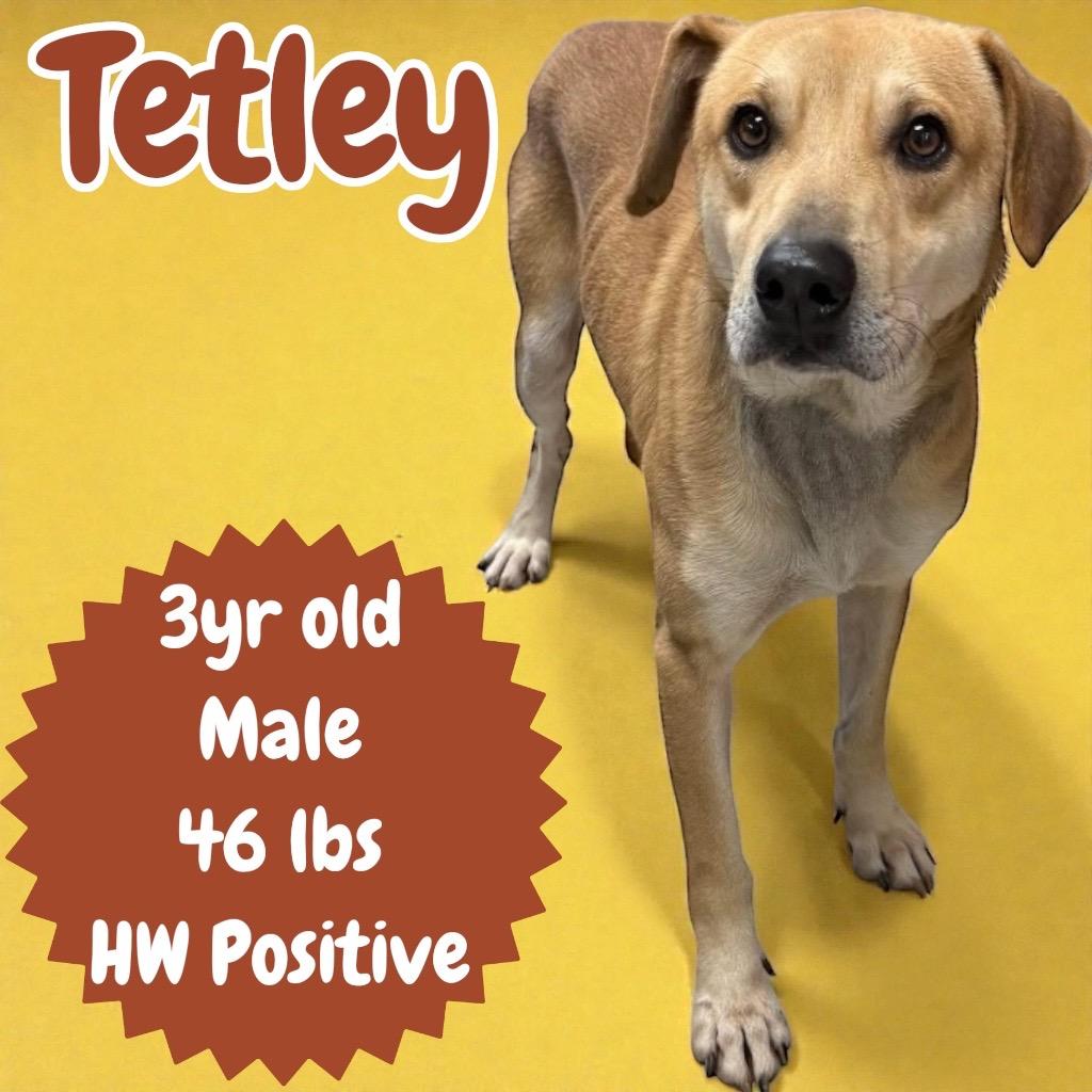 Enlarge Tetley, a Adoptable Labrador Retriever in Sorrento, LA image 3/3