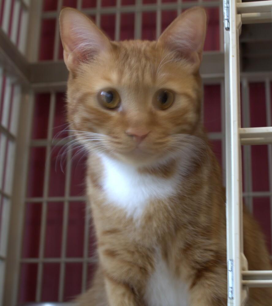 MeshMesh, Adoptable, Young Male Egyptian Mau & Exotic Shorthair.